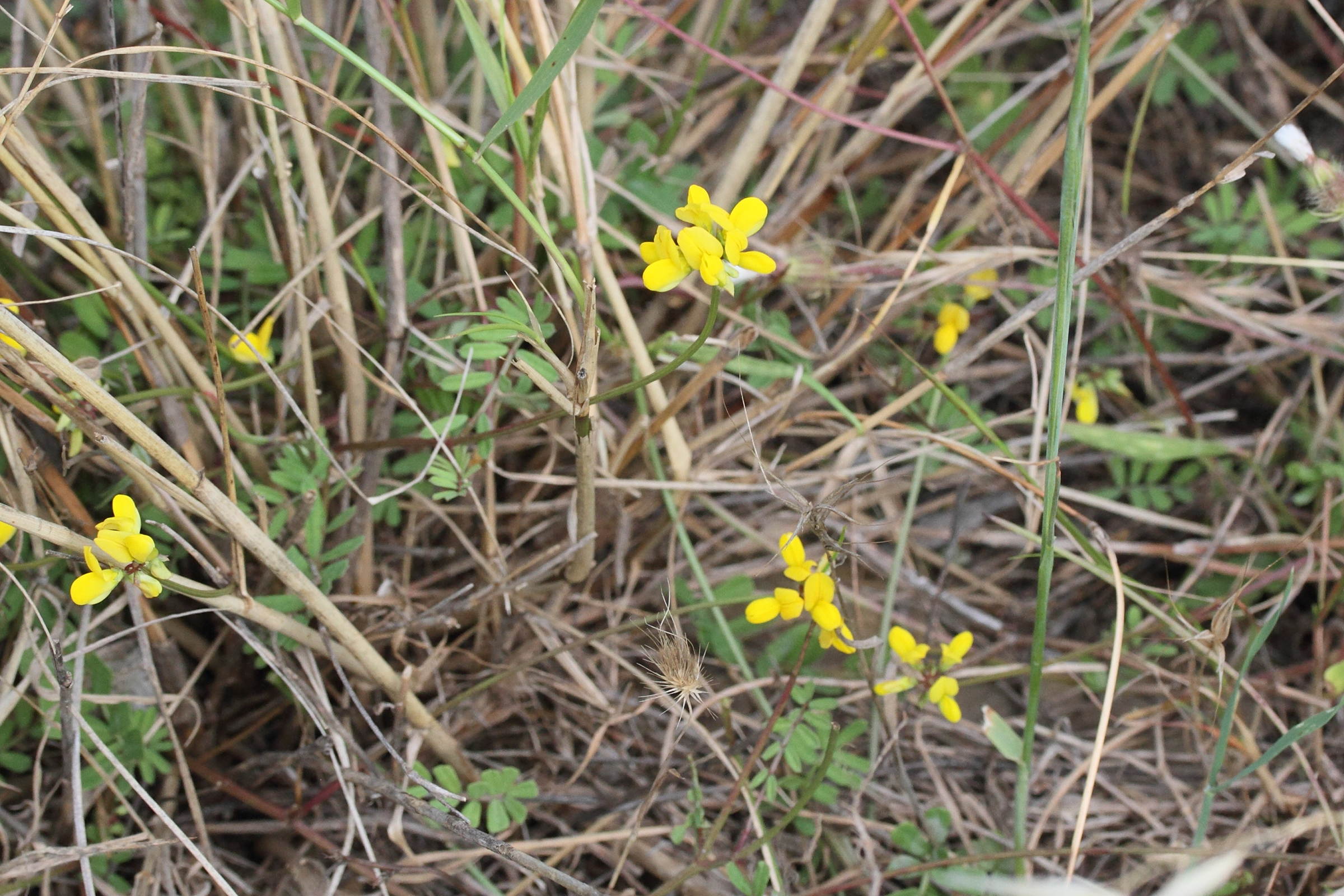 coronilla_securidaca3md