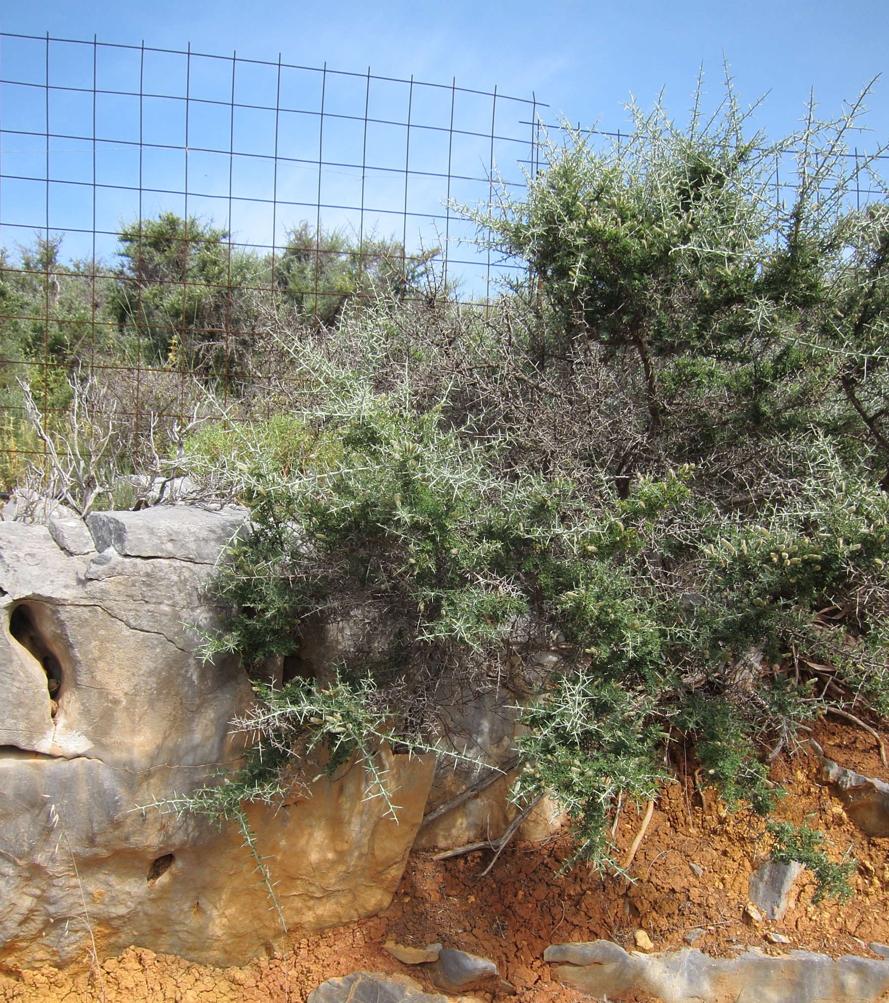 cytisus_villosus7bd