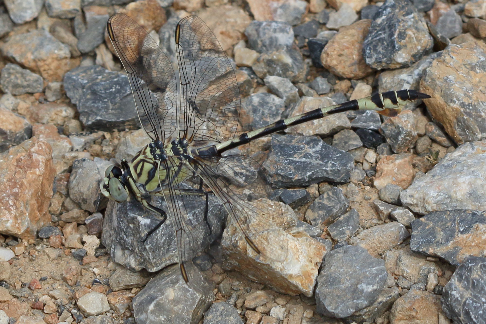 lindenia_tetraphylla1bd