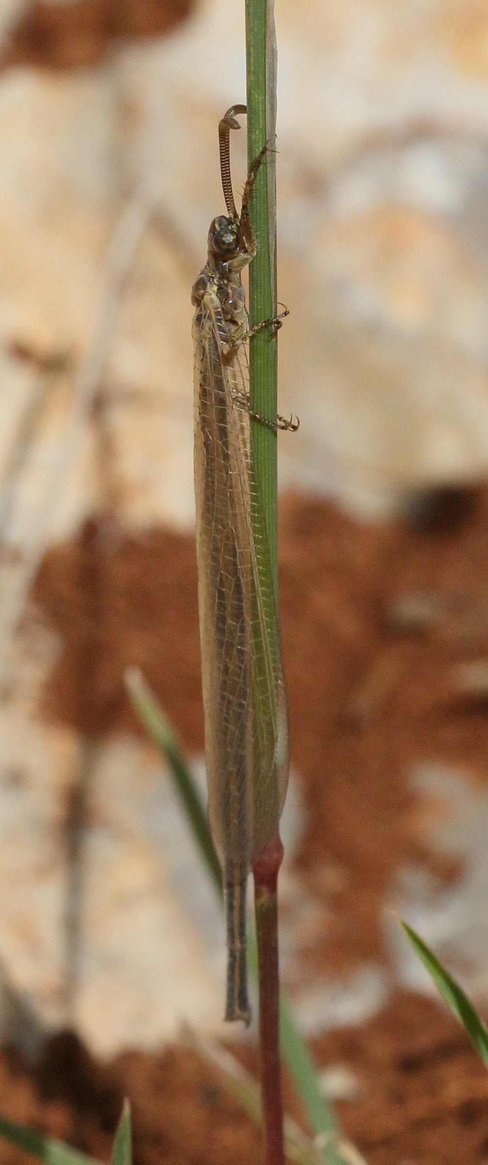 macronemurus_bilineatus1bd