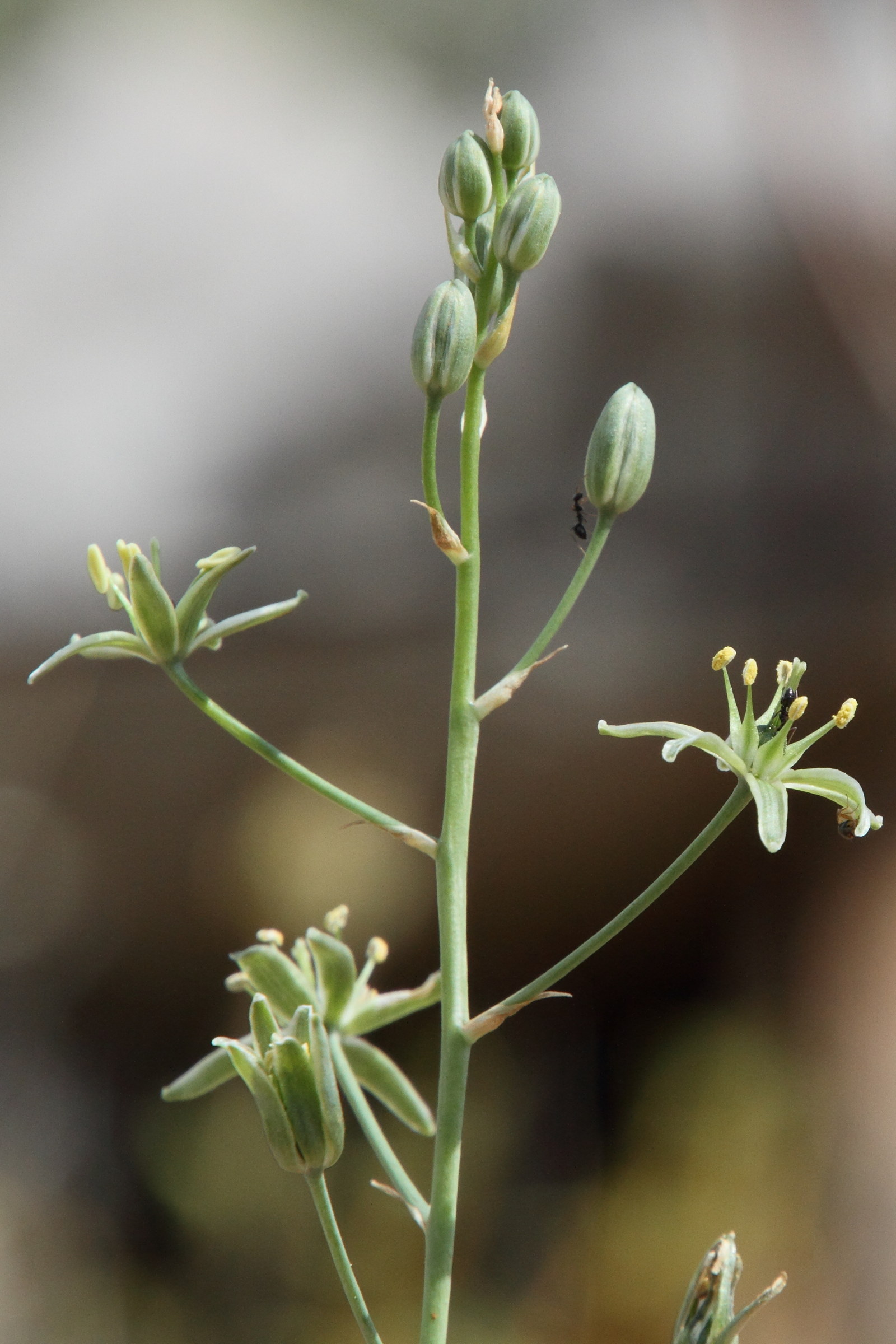 Afficher le média ornithogalum_creticum4md ornithogalum_creticum4md