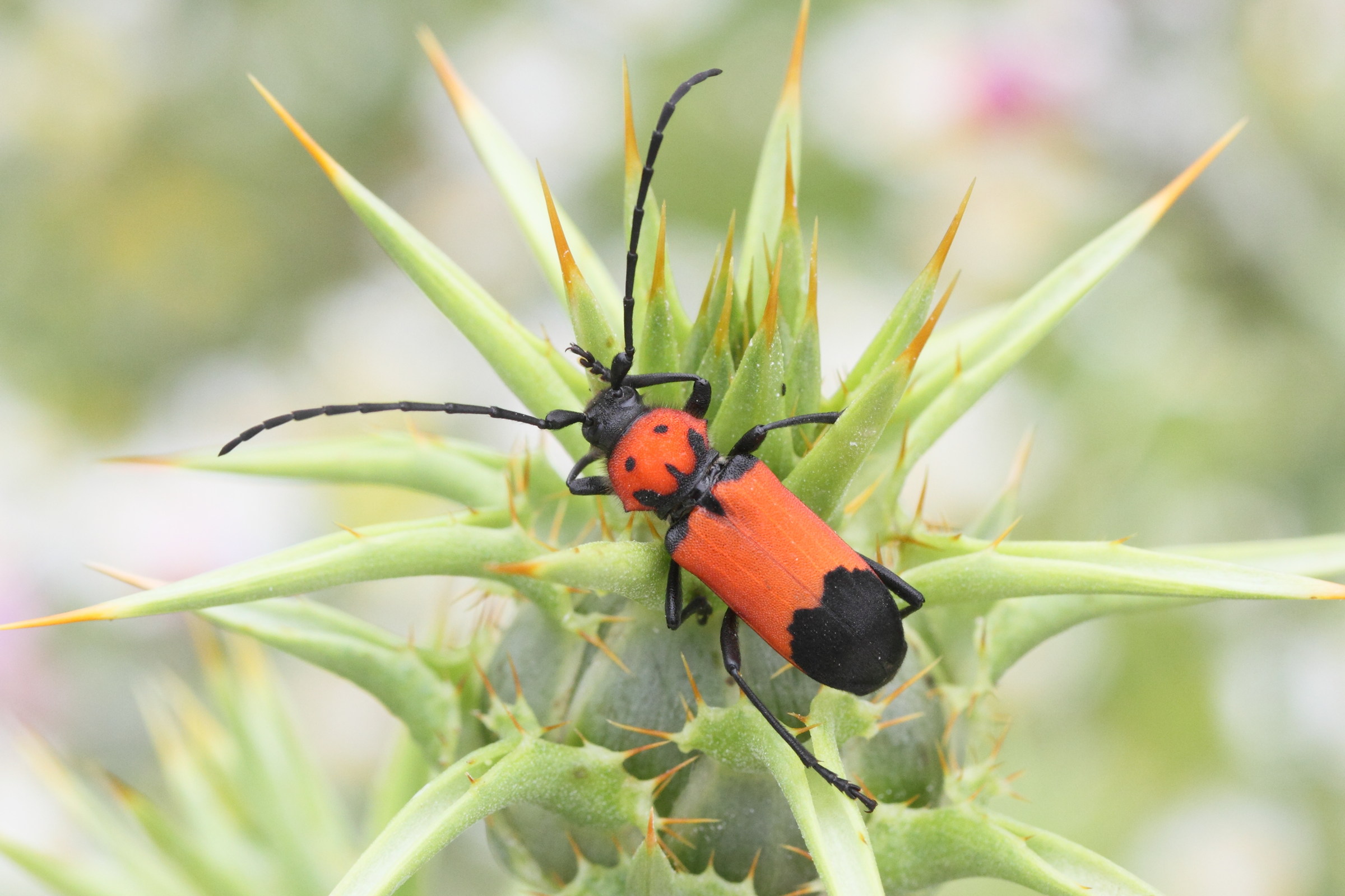 purpuricenus_desfontainii2md