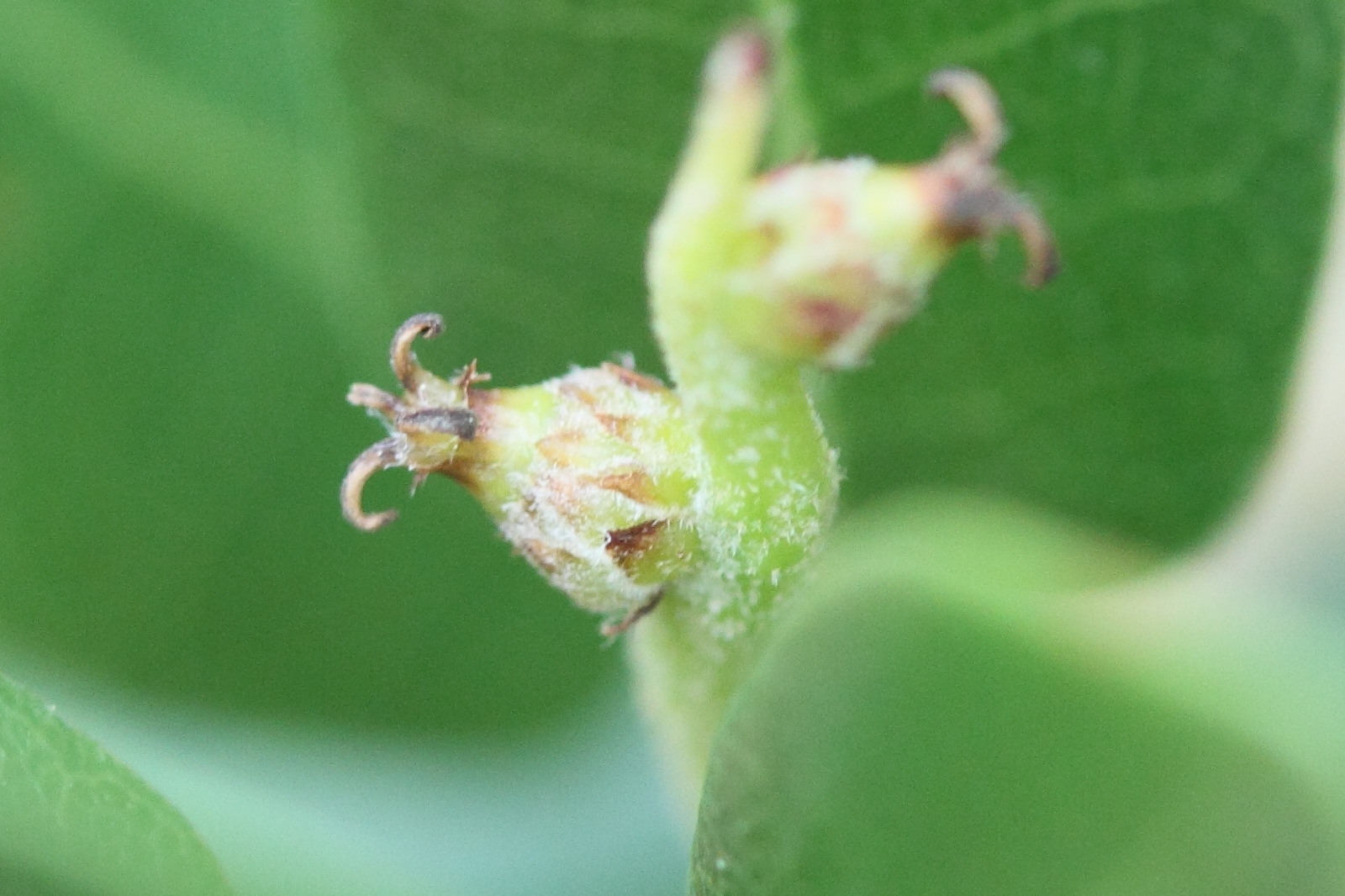 quercus_coccifera9md