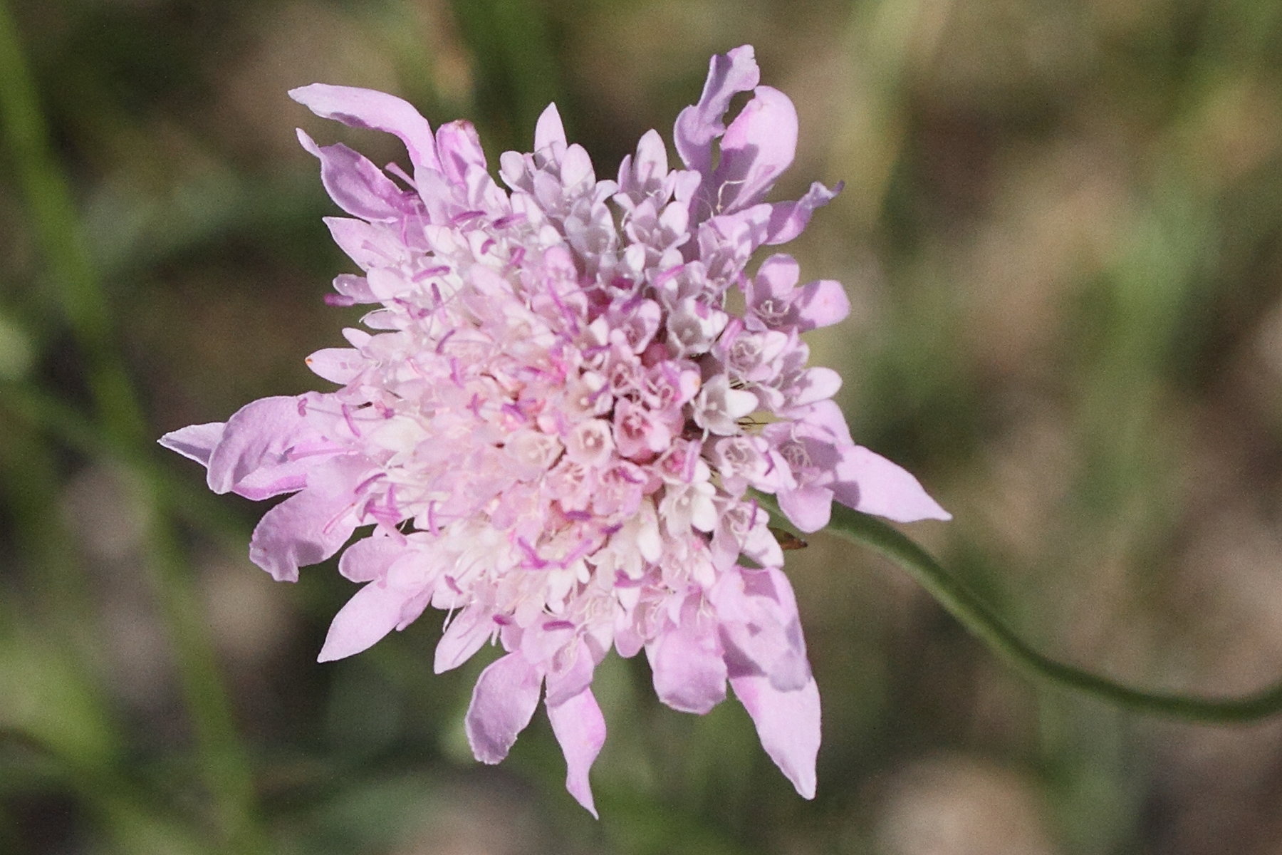 sabiosa_atropurpurea5md