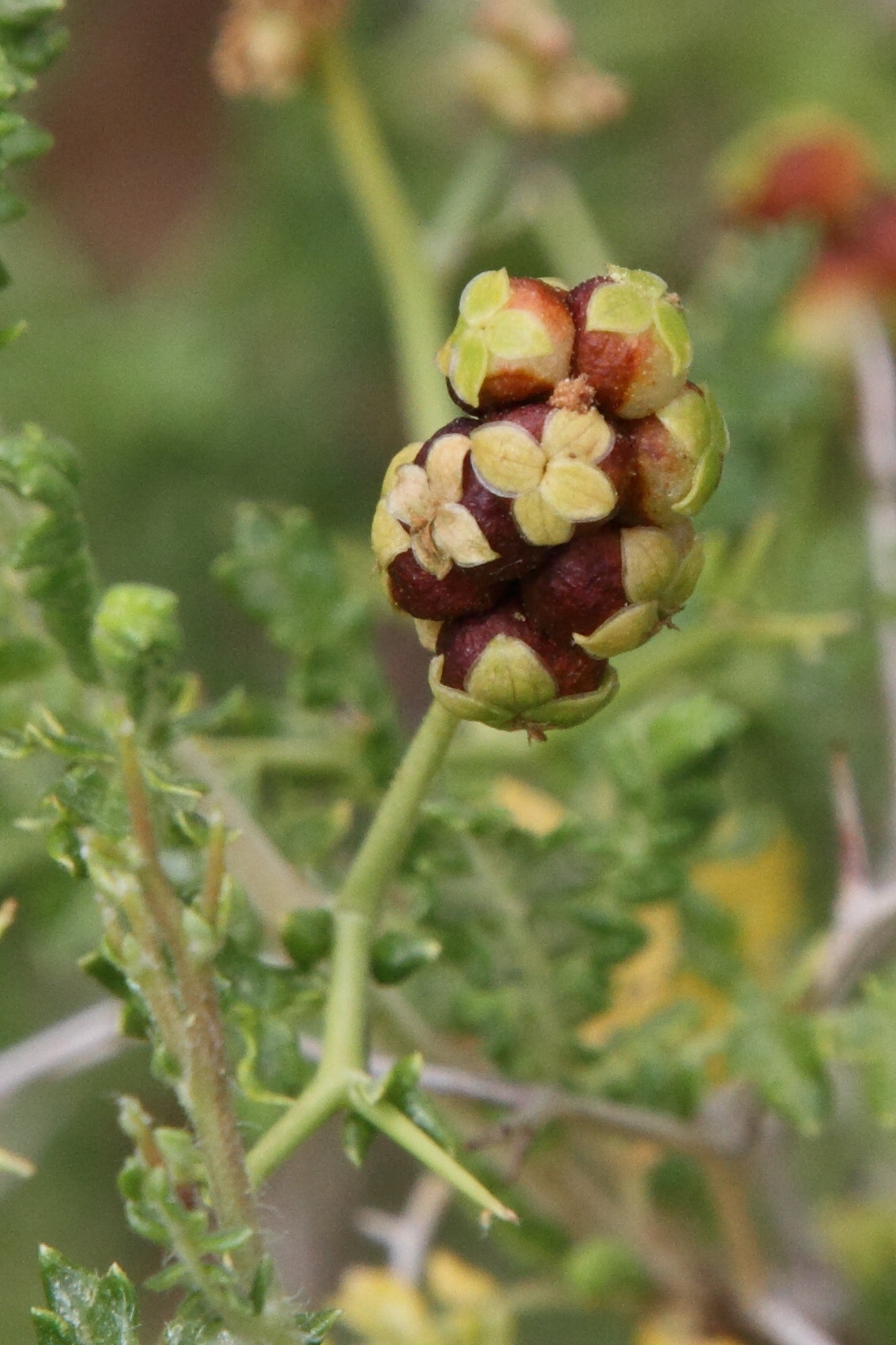 sarcopoterium_spinosum10md