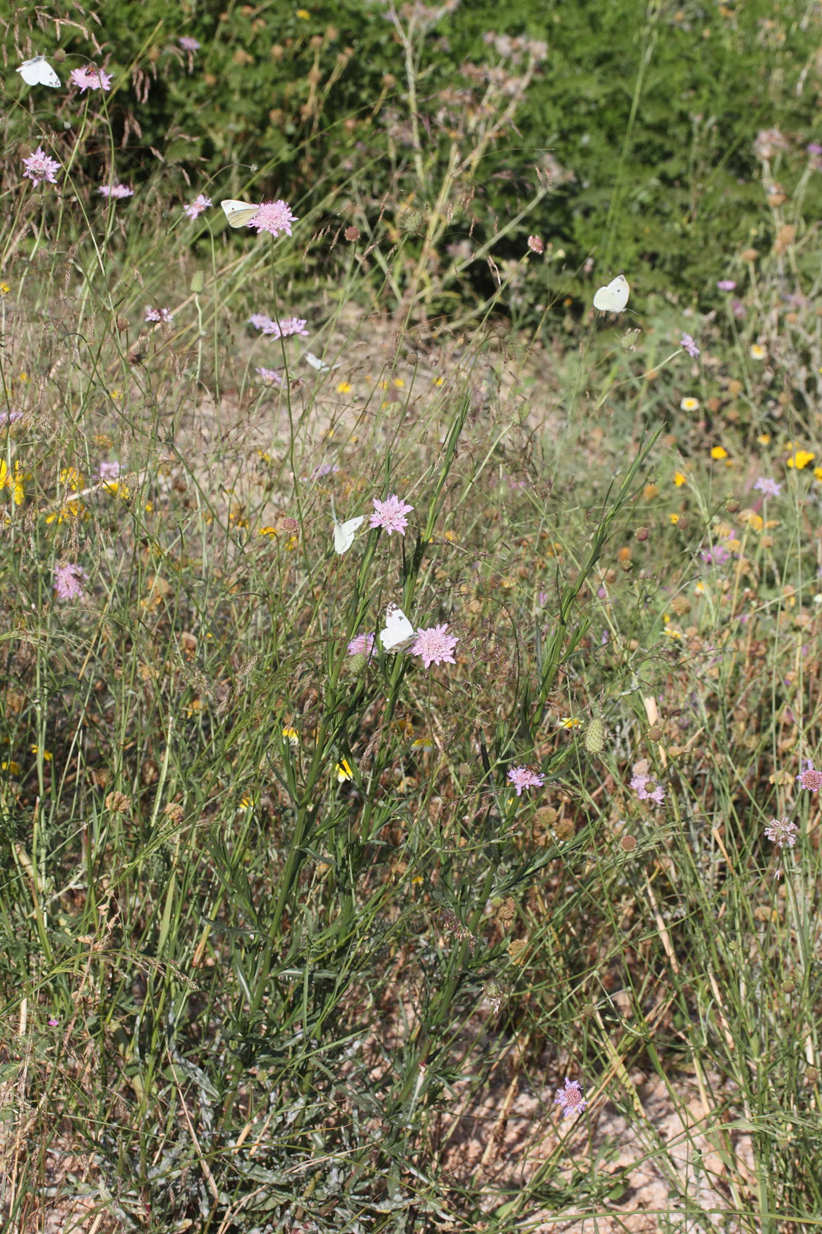 scabiosa_atropurpurea1md