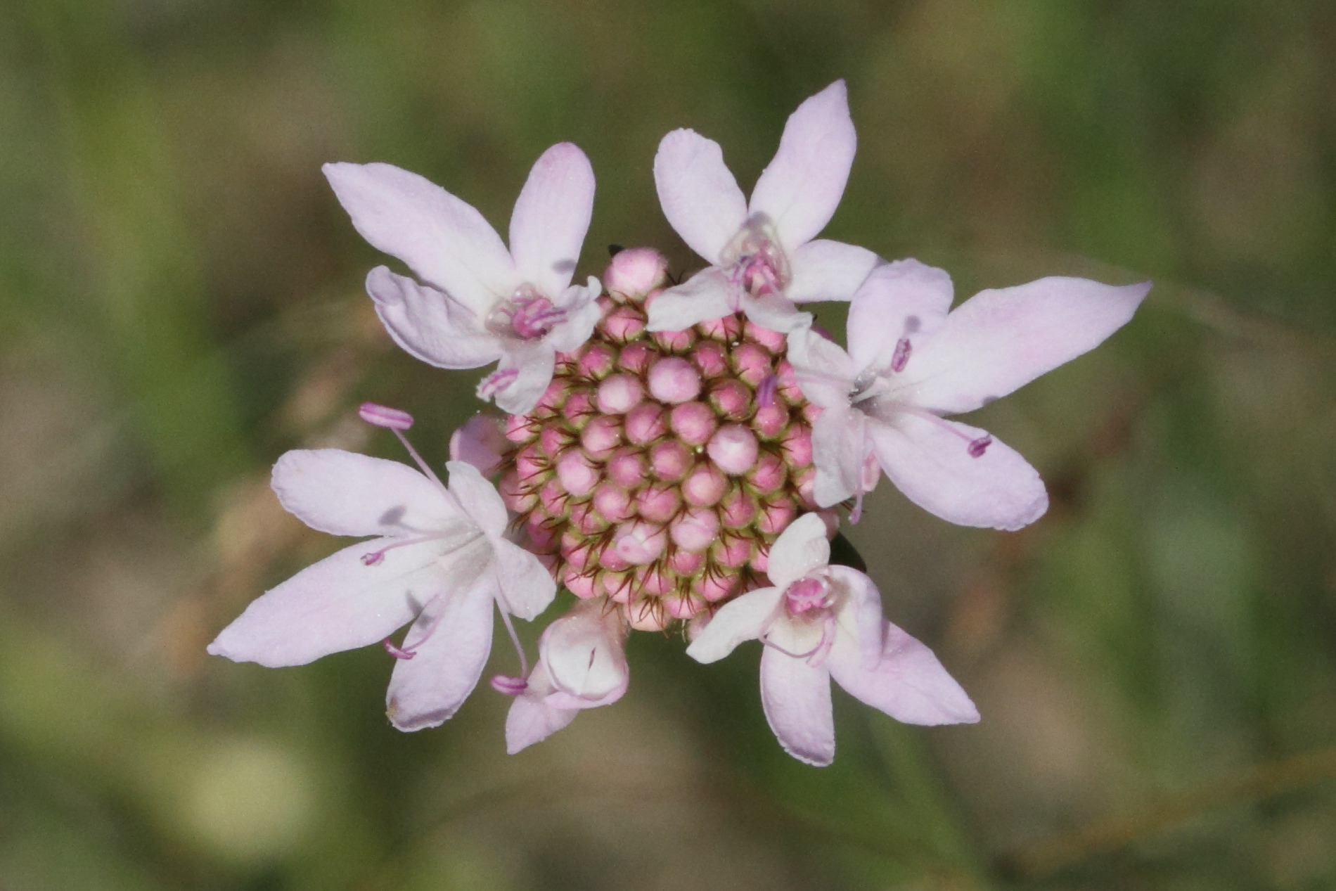 scabiosa_atropurpurea2md