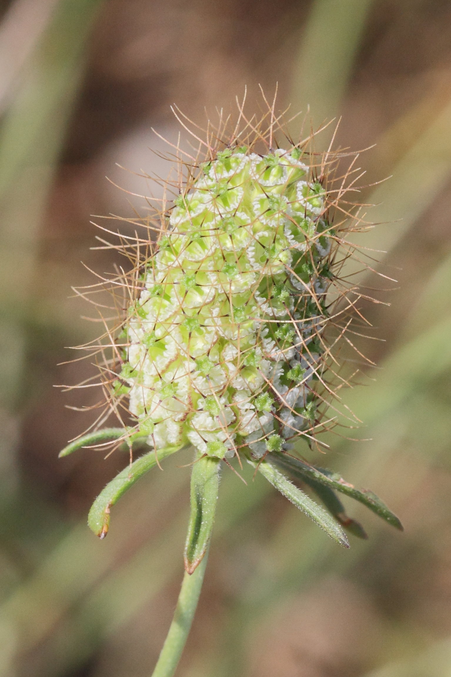 scabiosa_atropurpurea3md