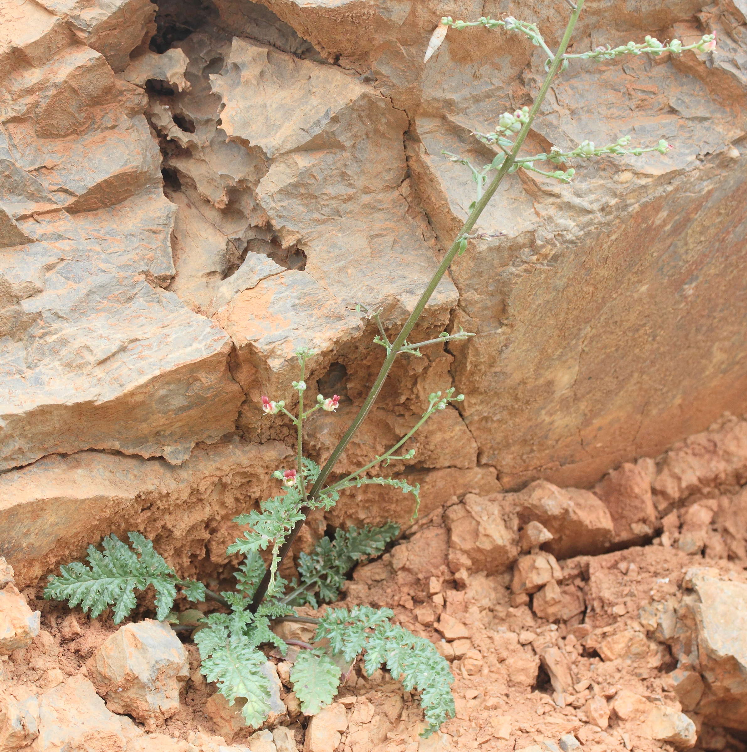 Afficher le média scrophularia_lucida1md scrophularia_lucida1md