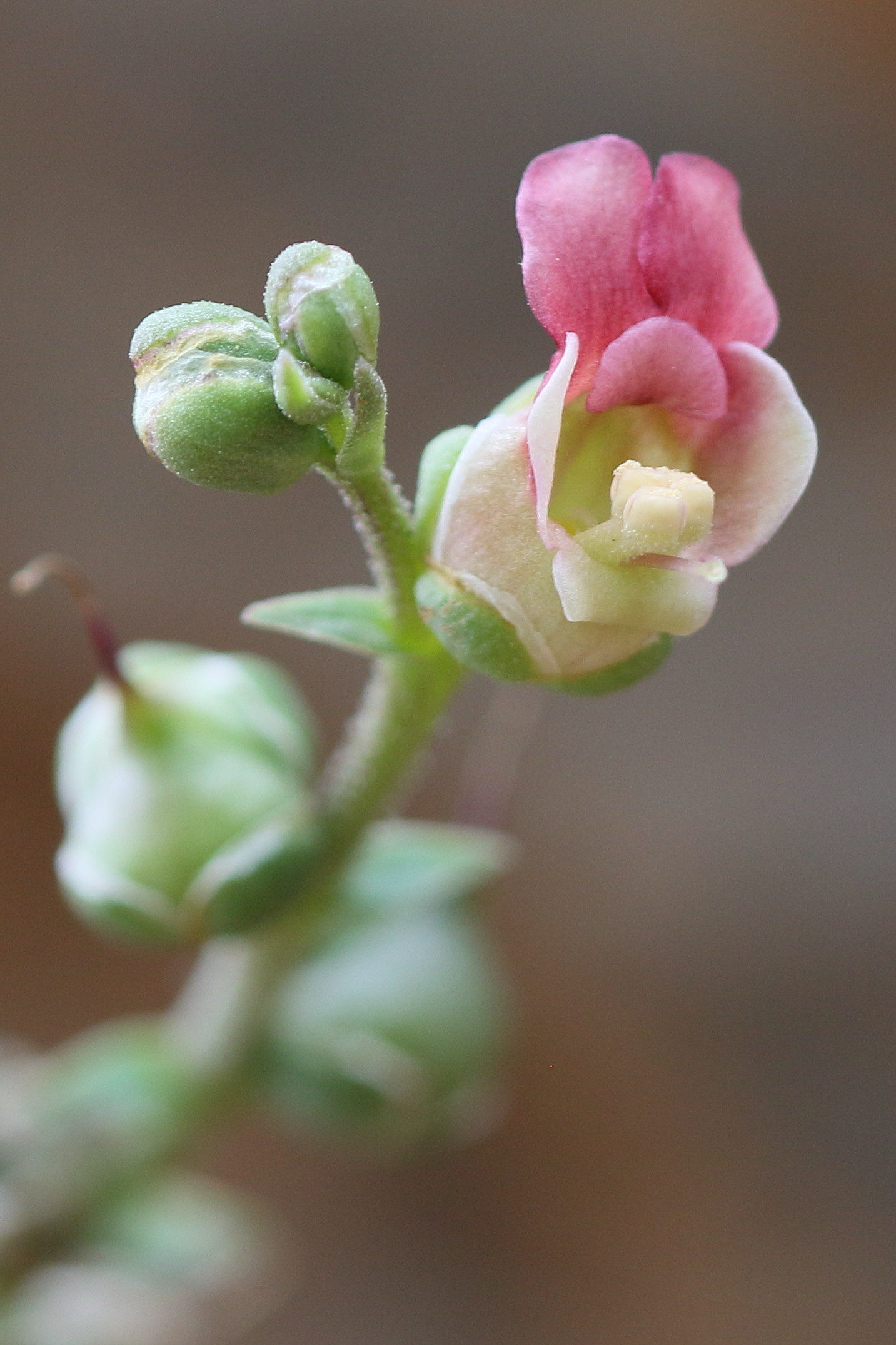 Afficher le média scrophularia_lucida2bd scrophularia_lucida2bd