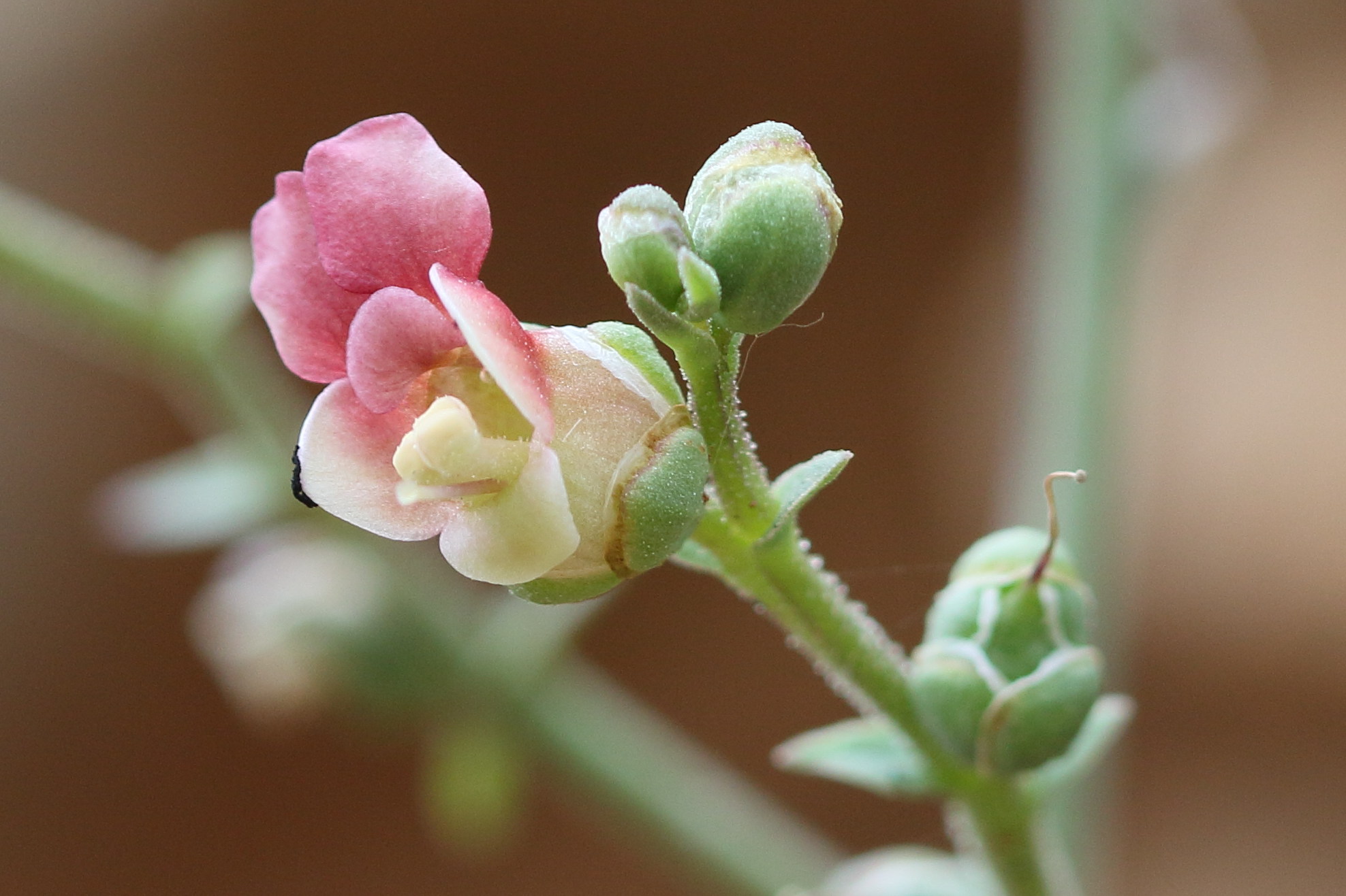 Afficher le média scrophularia_lucida3bd scrophularia_lucida3bd