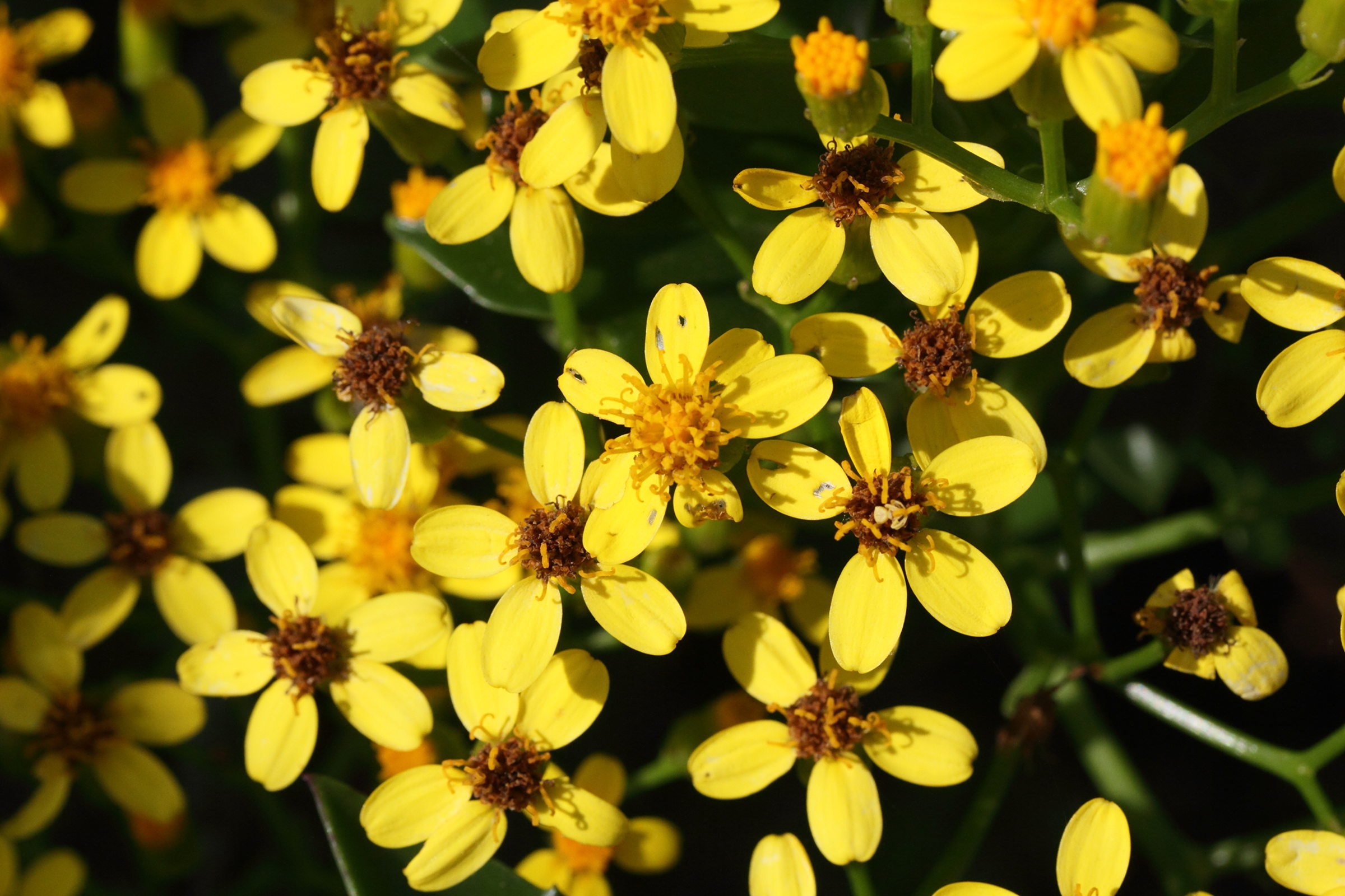 Afficher le média senecio_angulatus3md senecio_angulatus3md