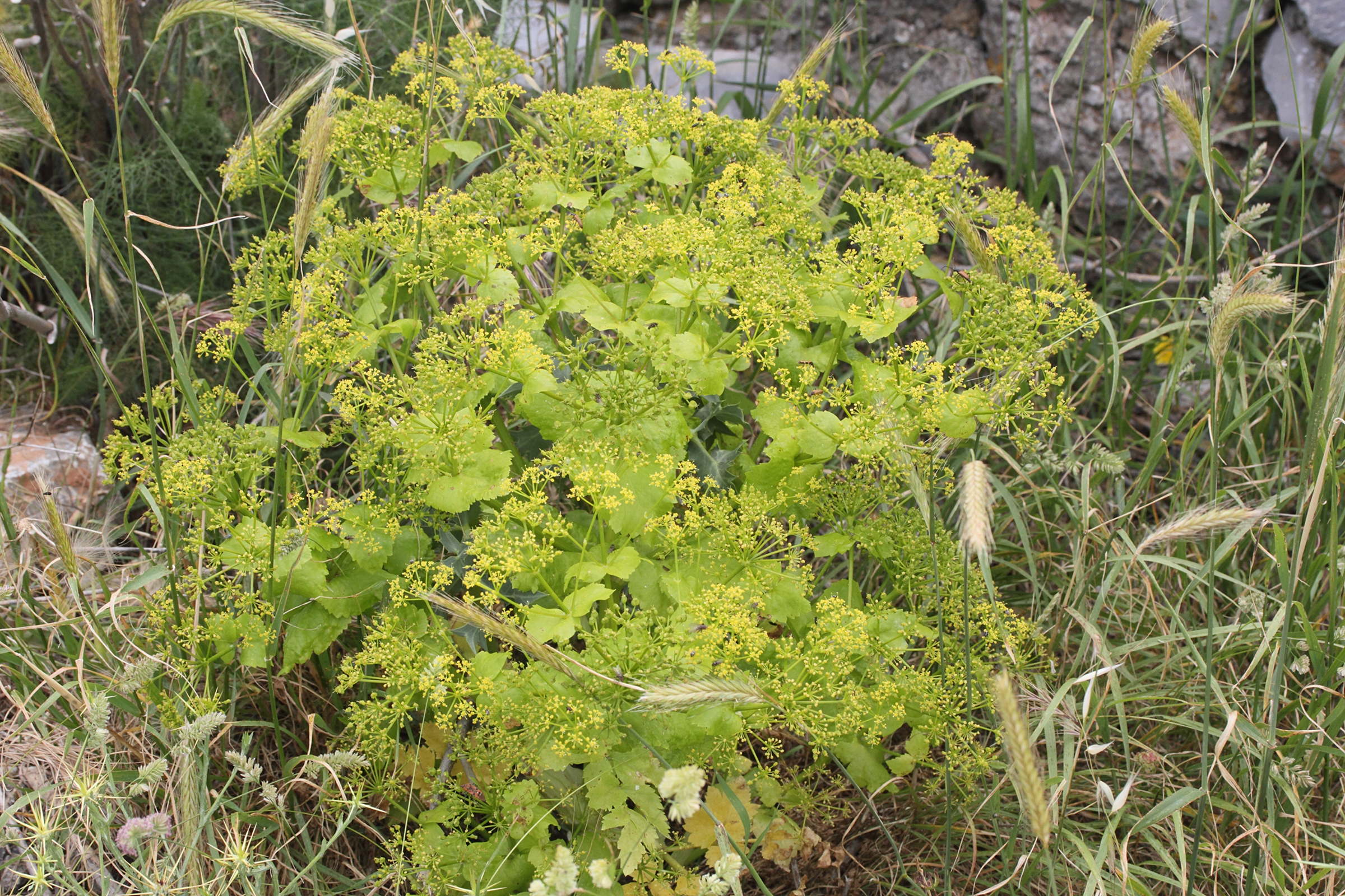 smyrnium_perfoliatum_perfoliatum1md