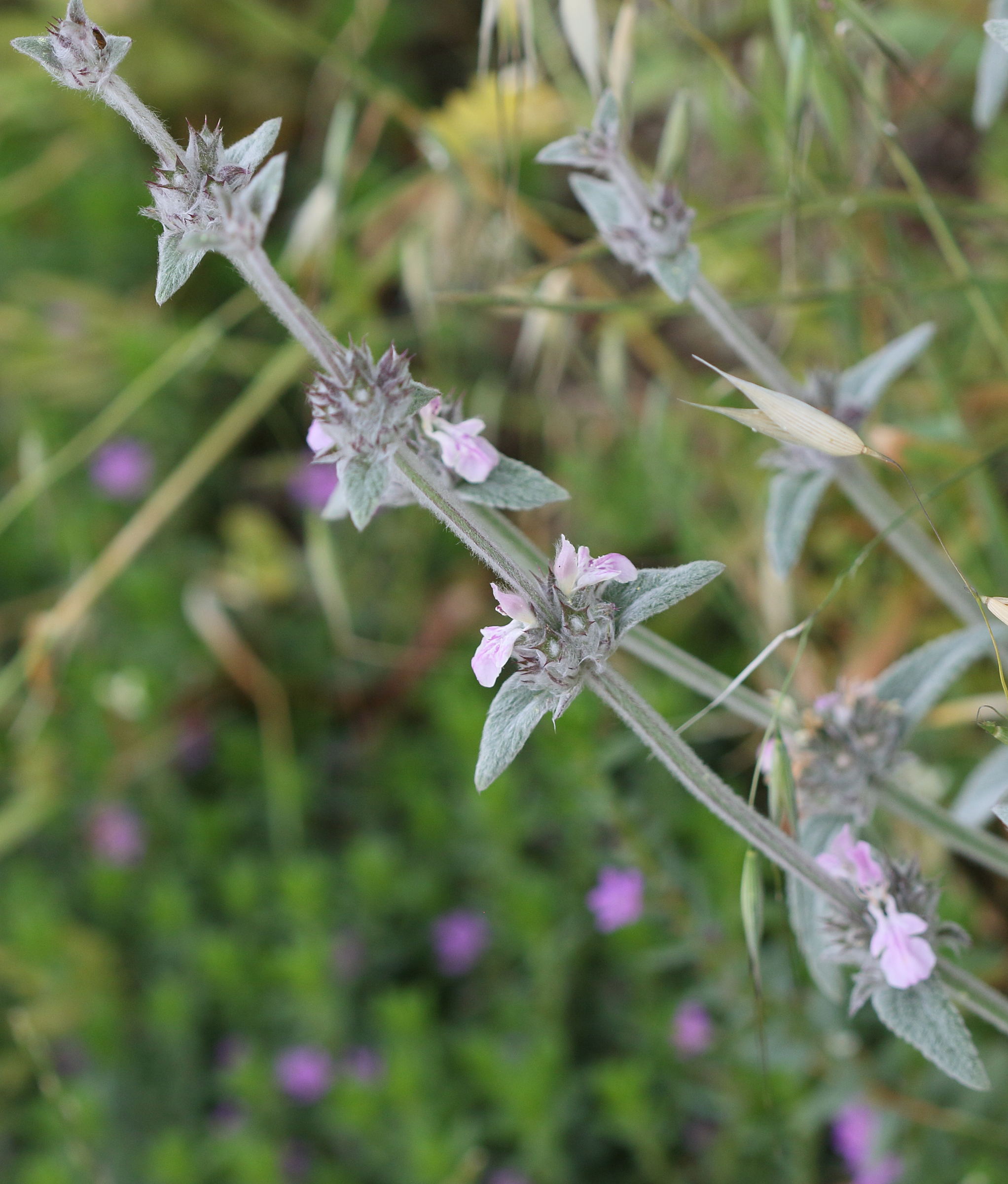 Afficher le média stachys_cretica1bd stachys_cretica1bd