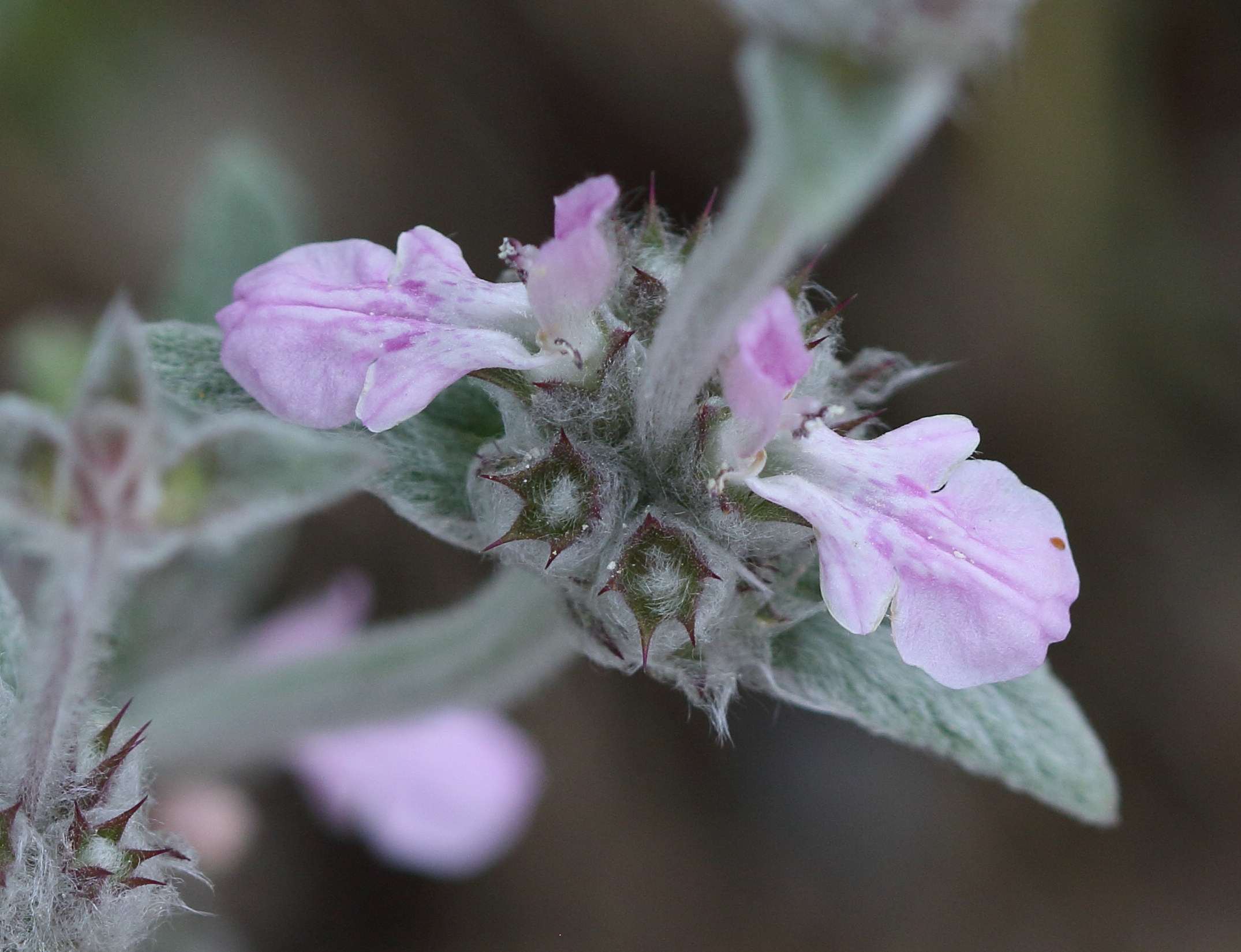 Afficher le média stachys_cretica2bd stachys_cretica2bd