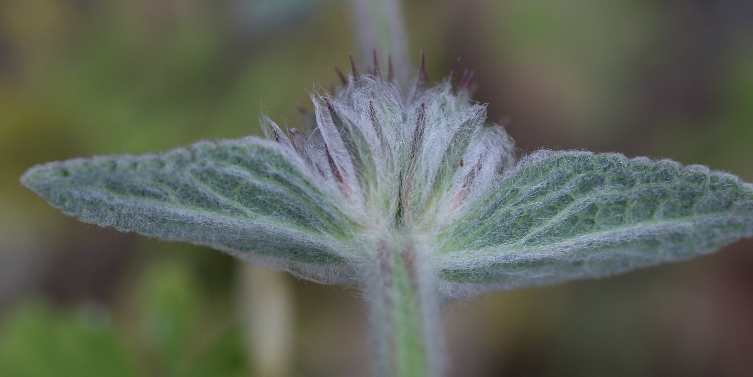 Afficher le média stachys_cretica3bd stachys_cretica3bd