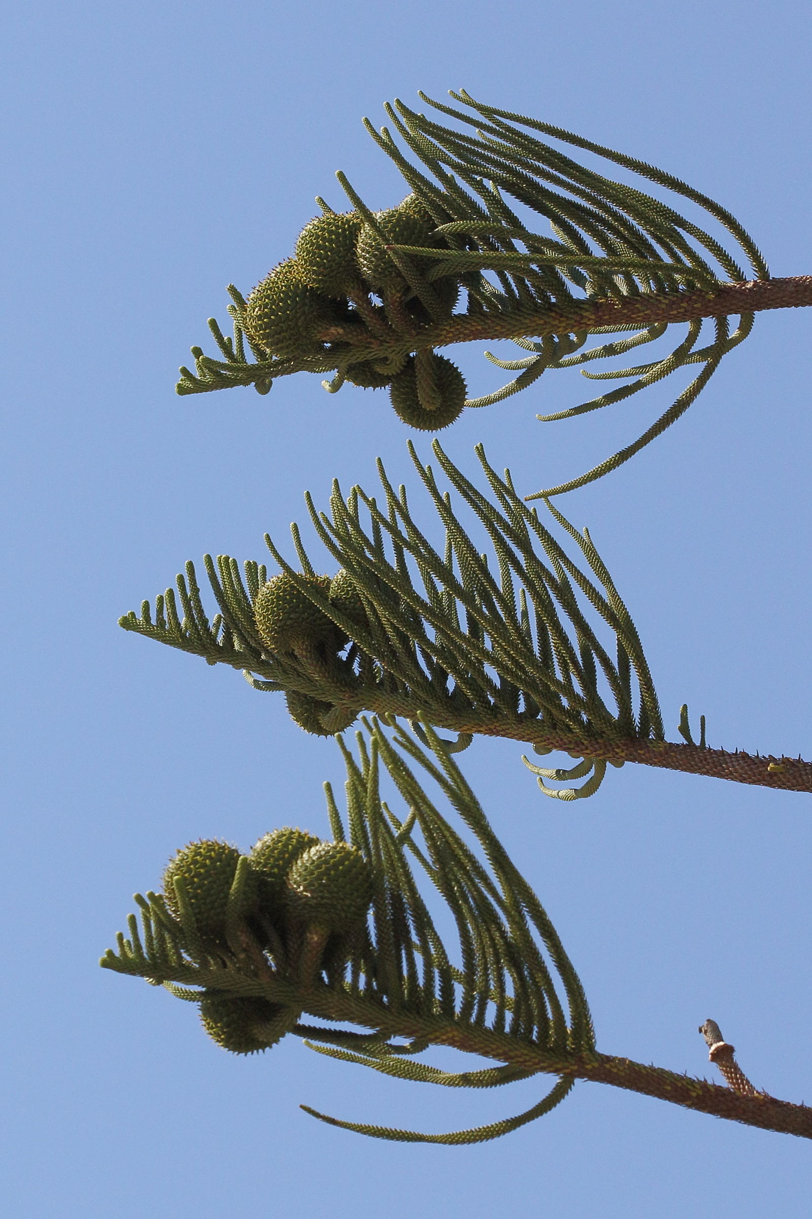 Afficher le média araucaria_heterophylla5bd araucaria_heterophylla5bd