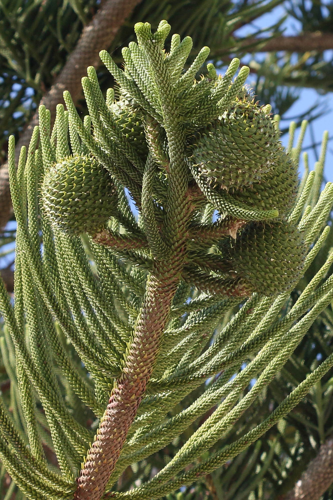 Afficher le média araucaria_heterophylla6bd araucaria_heterophylla6bd