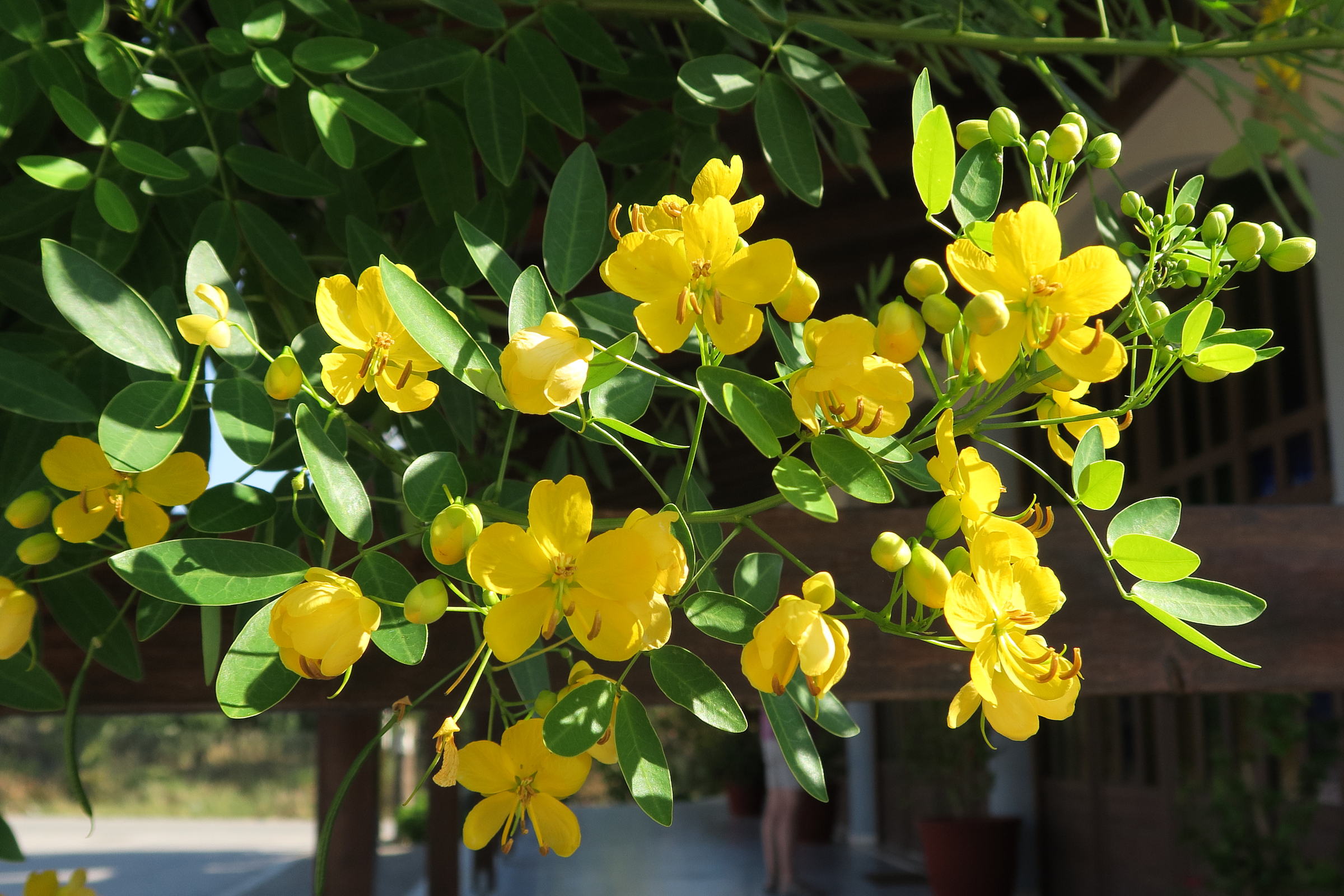 cassia_corymbosa1md