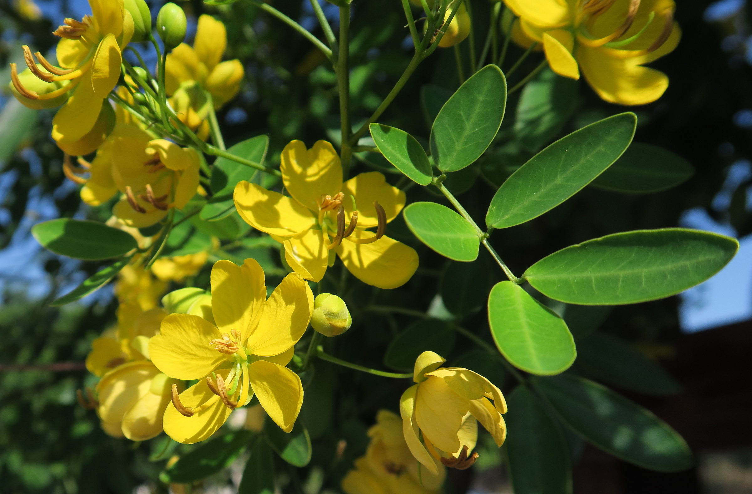 cassia_corymbosa2md