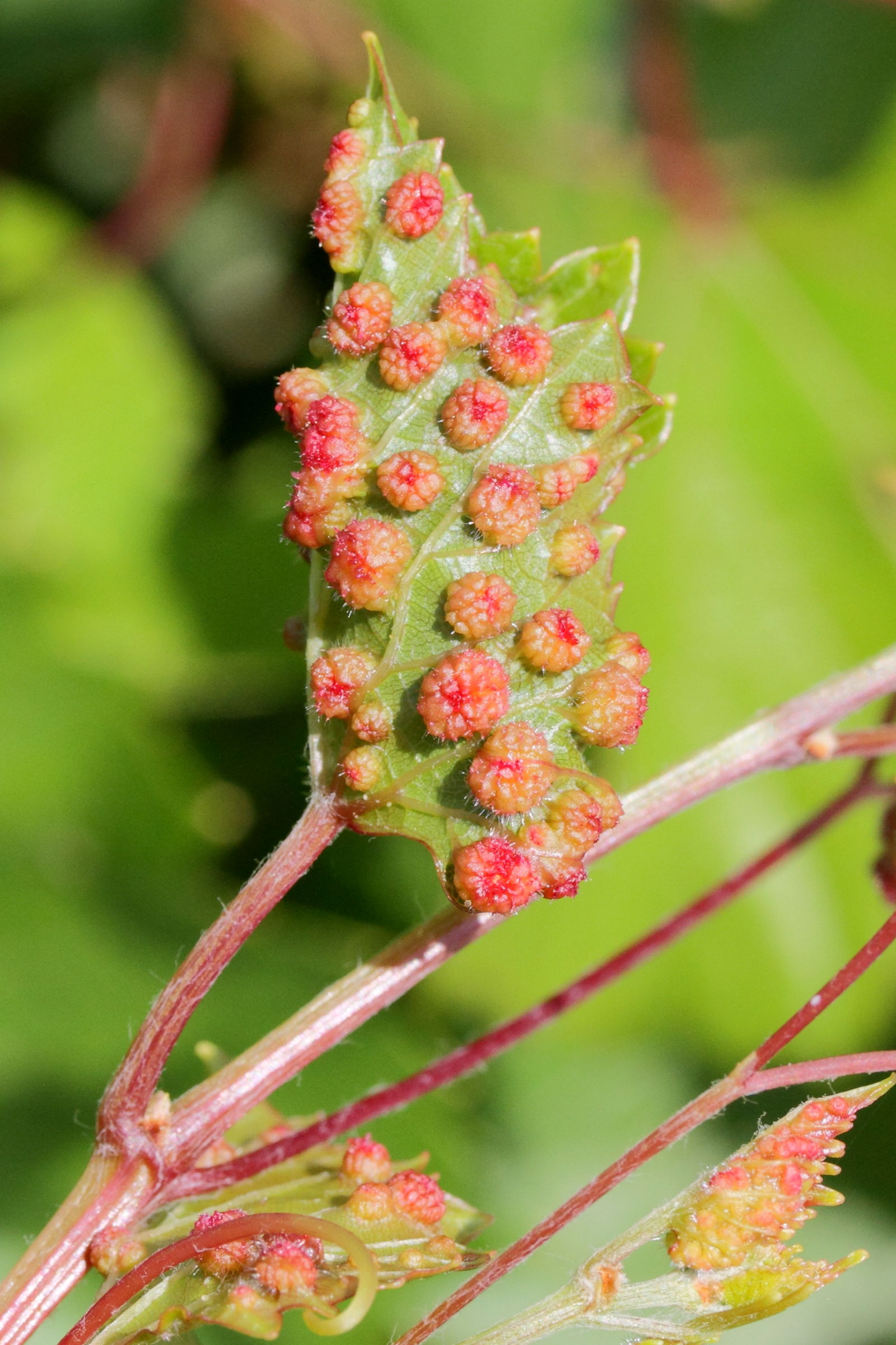 daktulosphaira_vitifoliae_galle1md