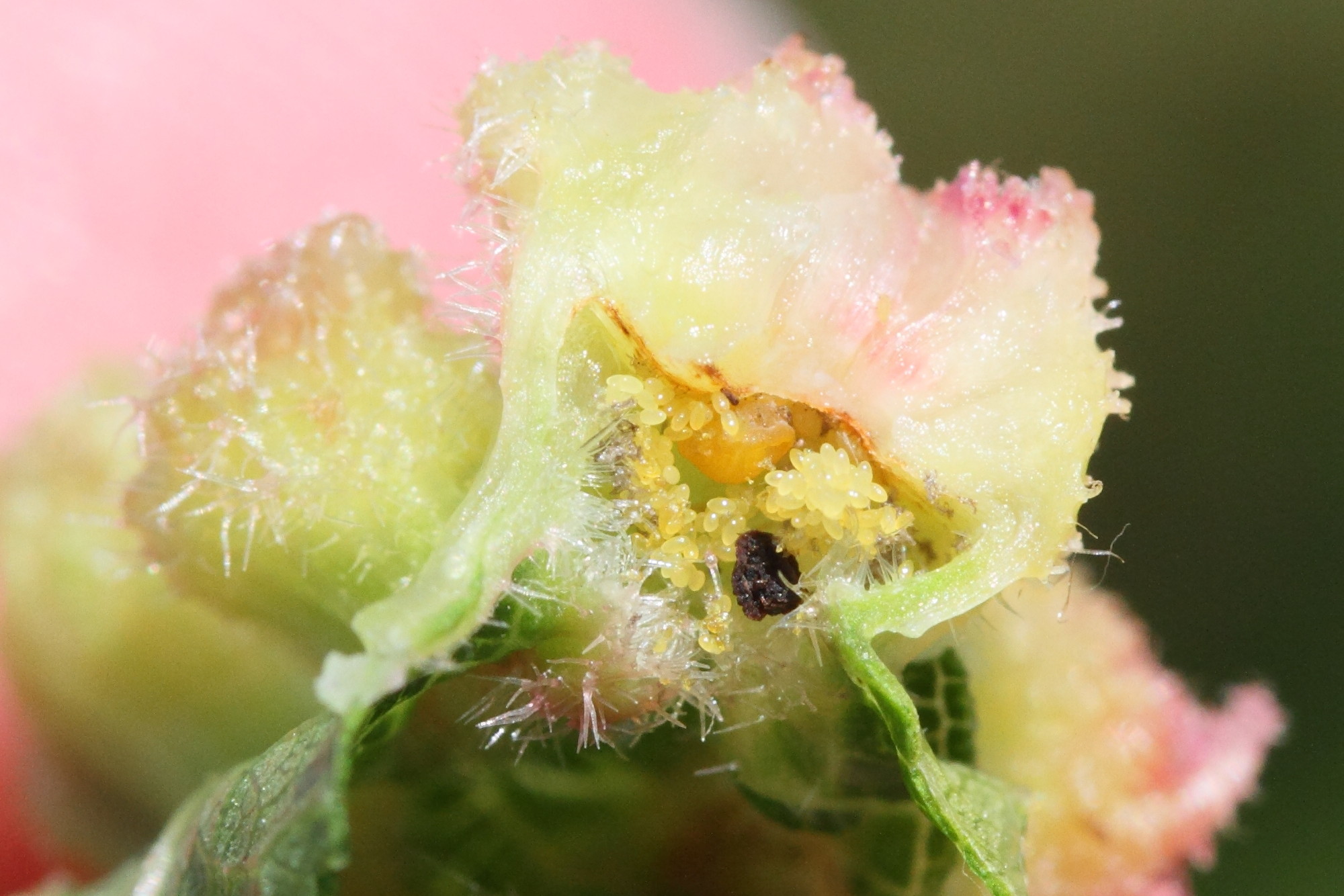 daktulosphaira_vitifoliae_galle2md