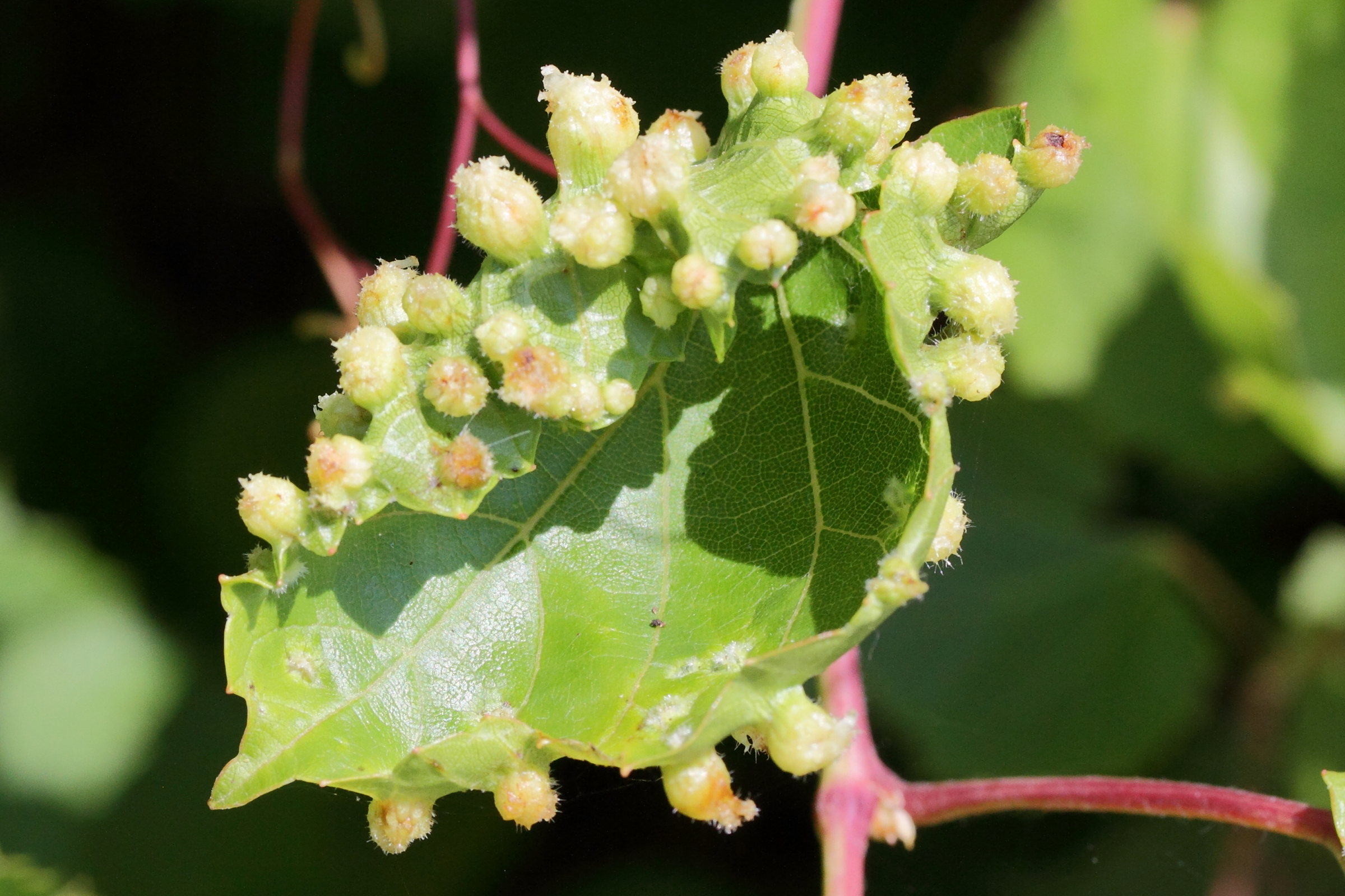 daktulosphaira_vitifoliae_galle3md