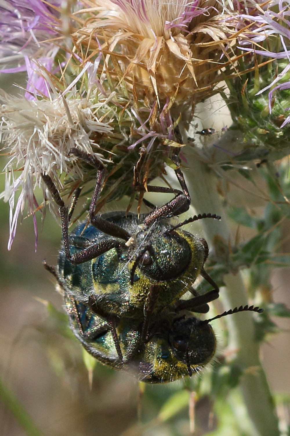 julodis_pubescens_yvenii6bd