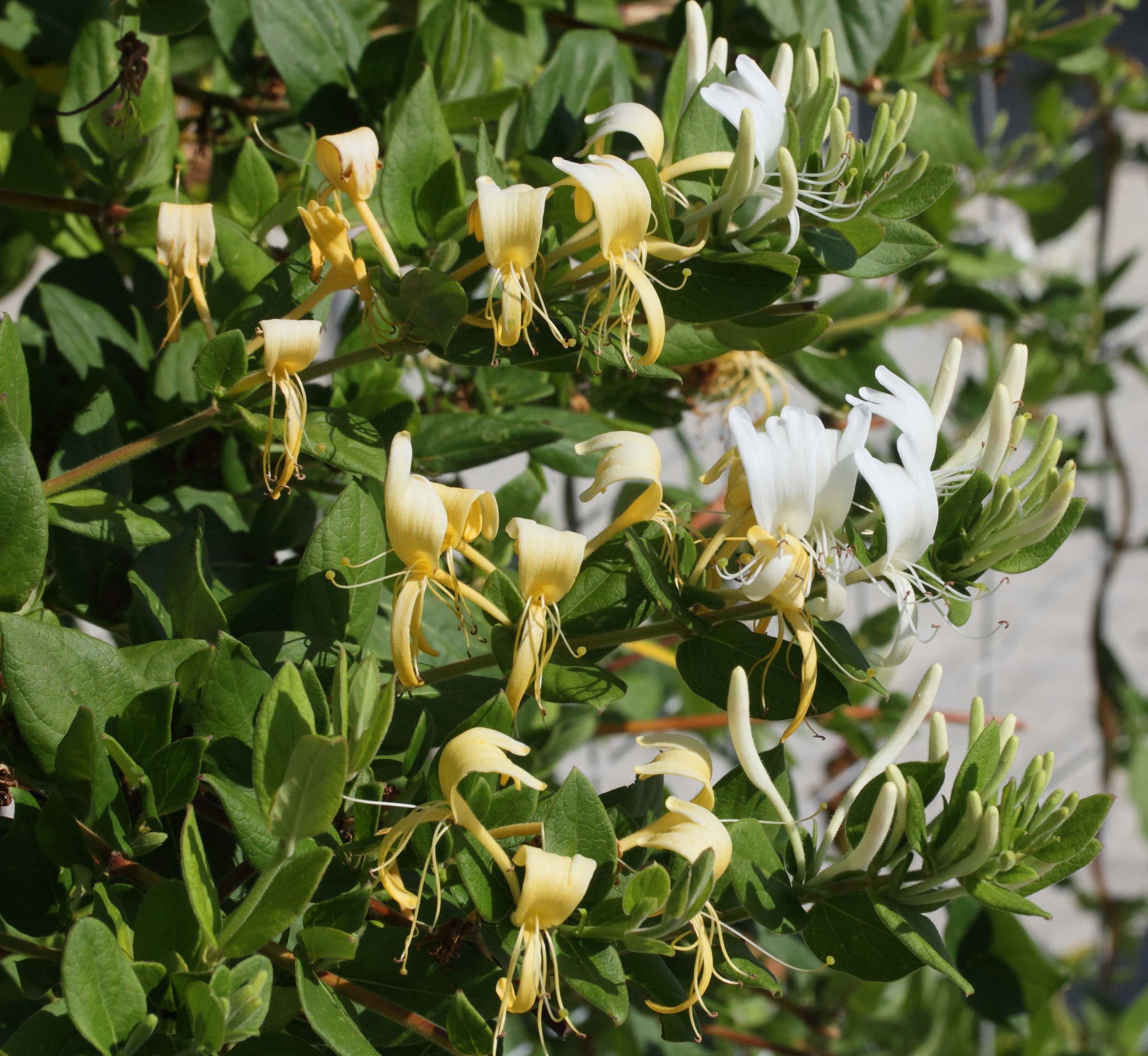 lonicera_japonica4md