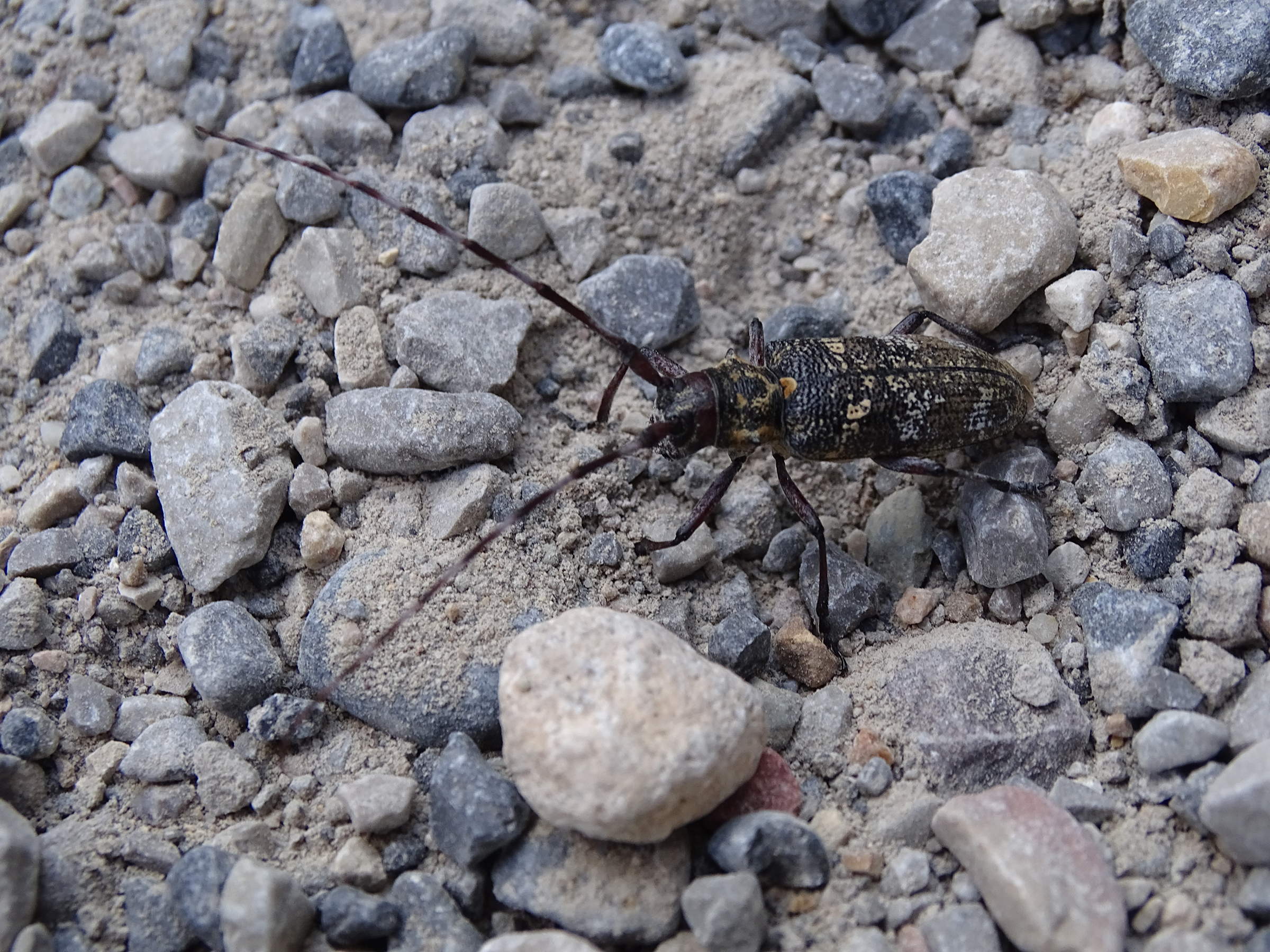 monochamus_sarclor1mv