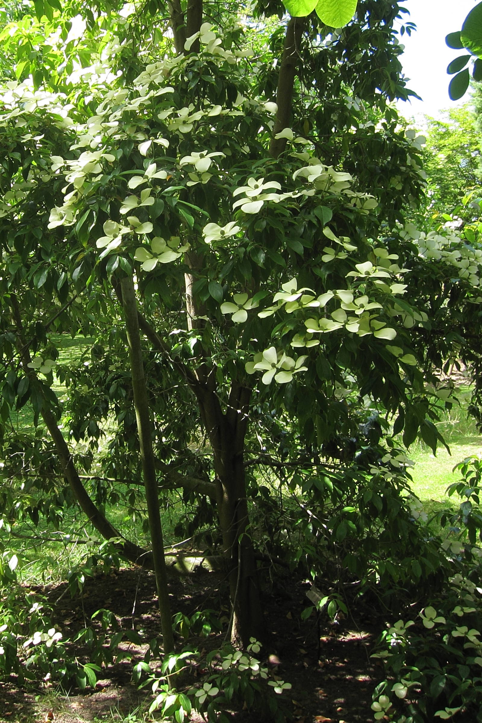 Afficher le média cornus_hongkongensis1bd cornus_hongkongensis1bd