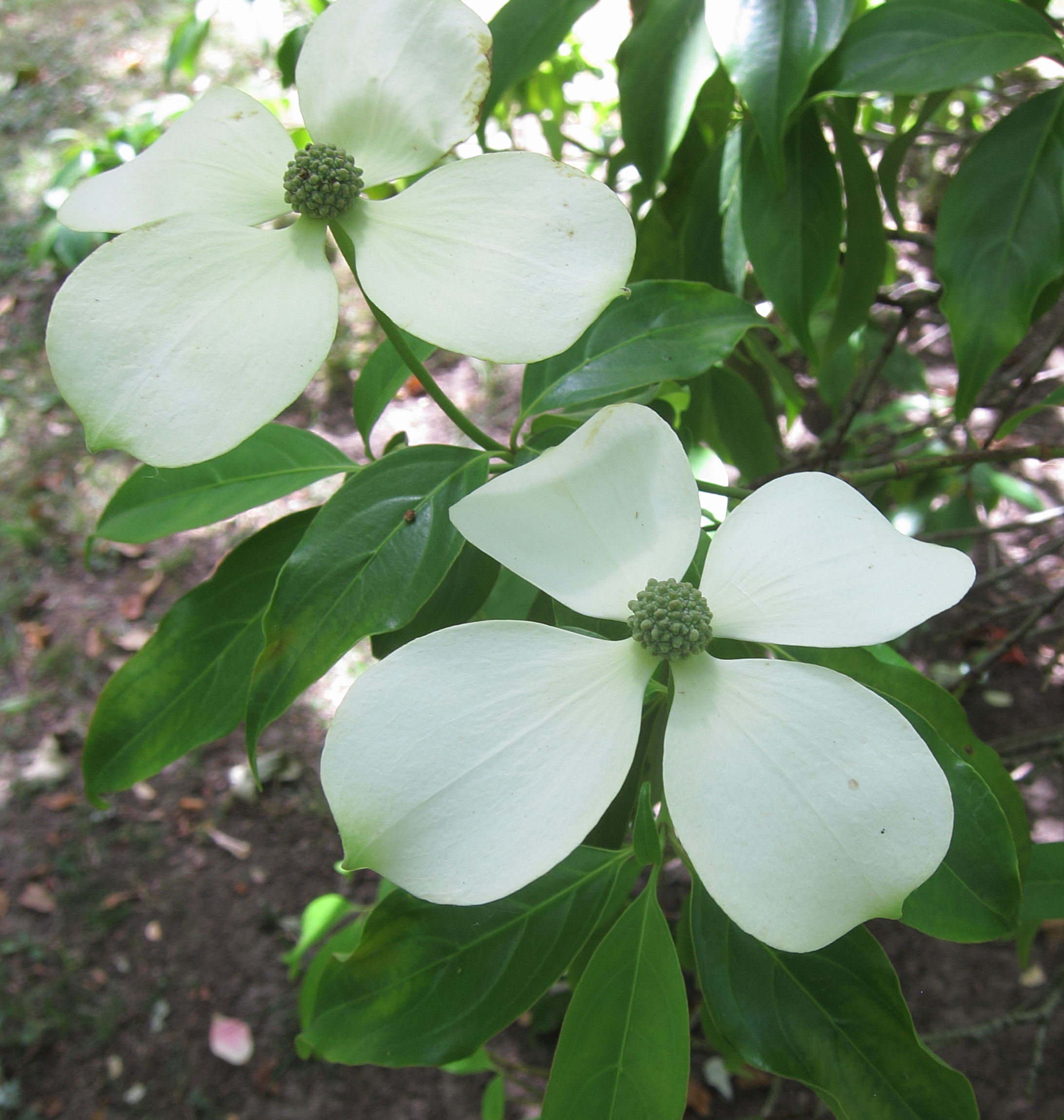 Afficher le média cornus_hongkongensis2bd cornus_hongkongensis2bd