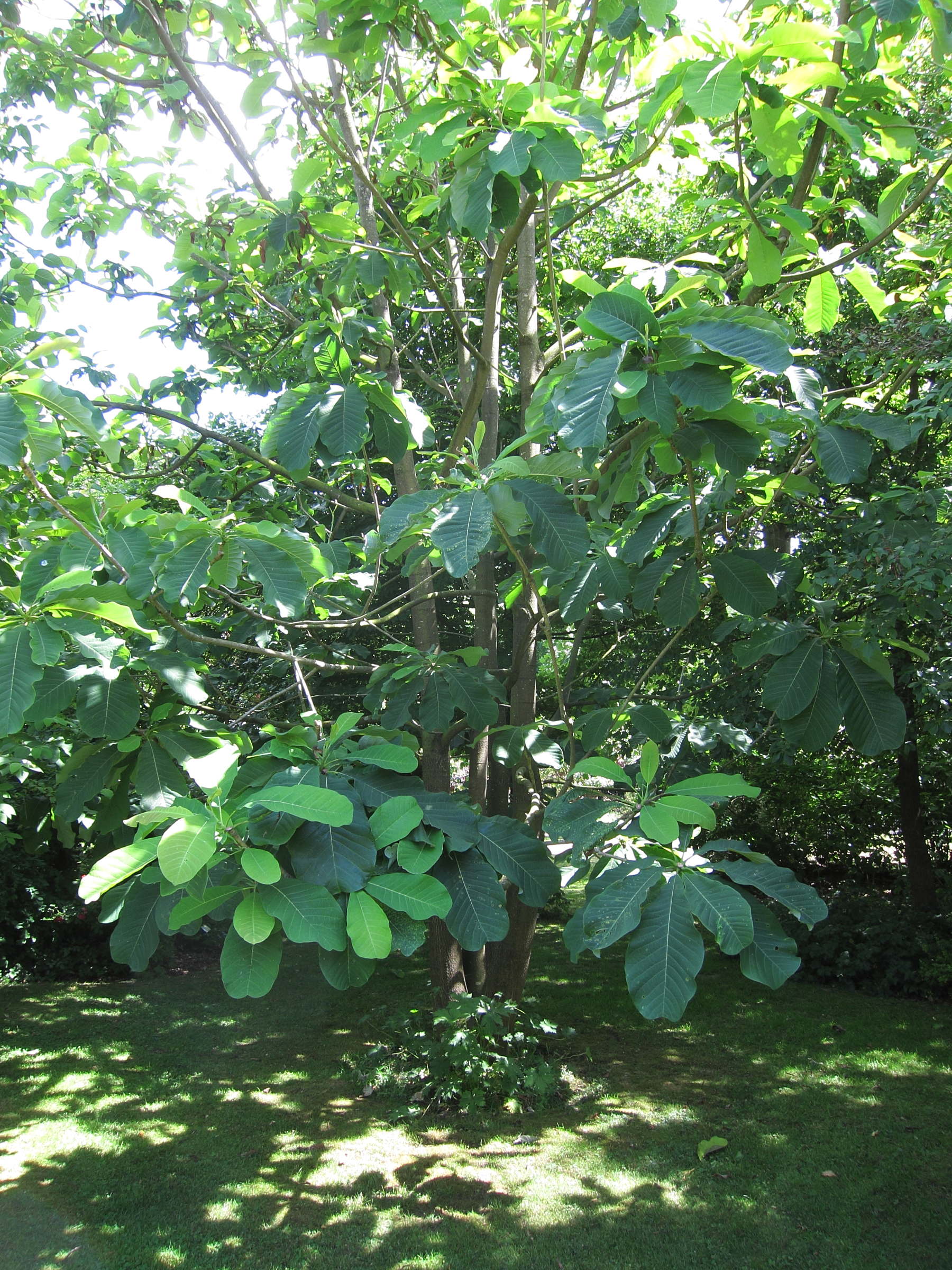 magnolia_officinalis1bd