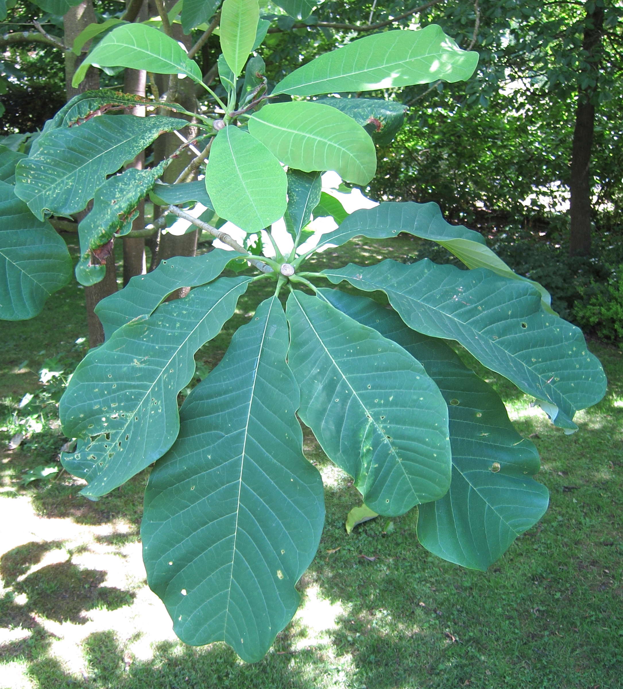 magnolia_officinalis2bd