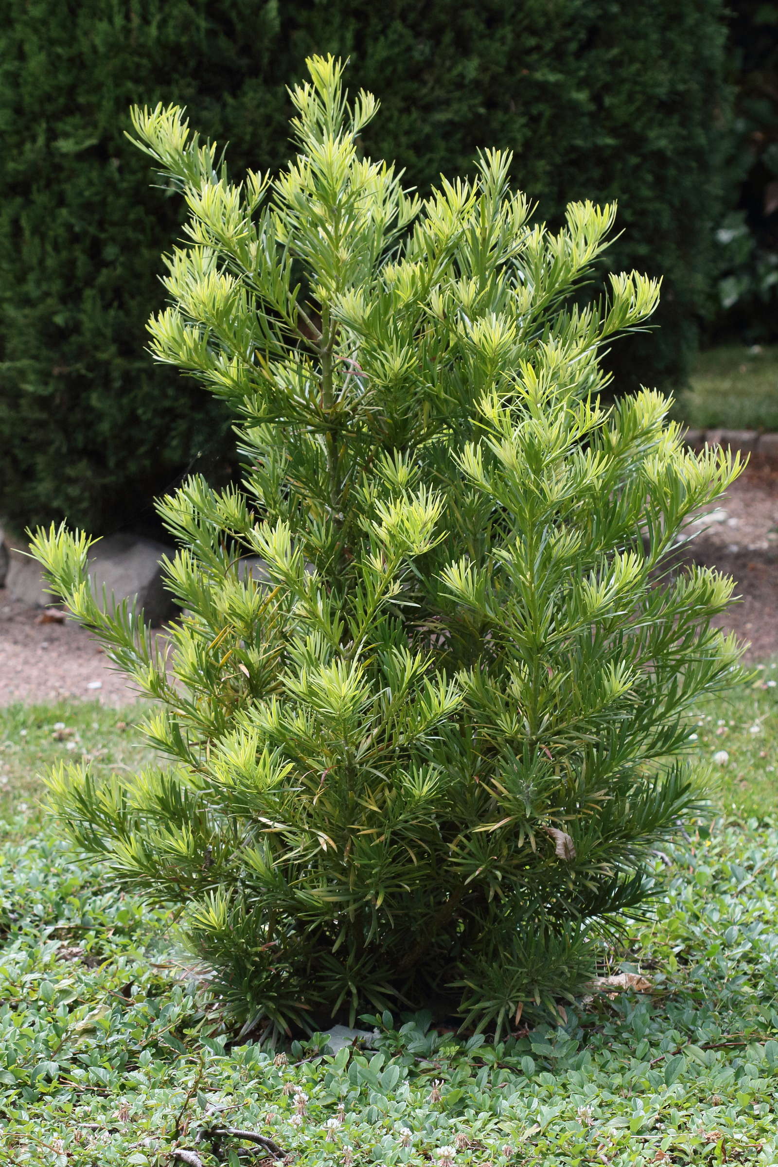 Afficher le média podocarpus_macrophyllus1bd podocarpus_macrophyllus1bd