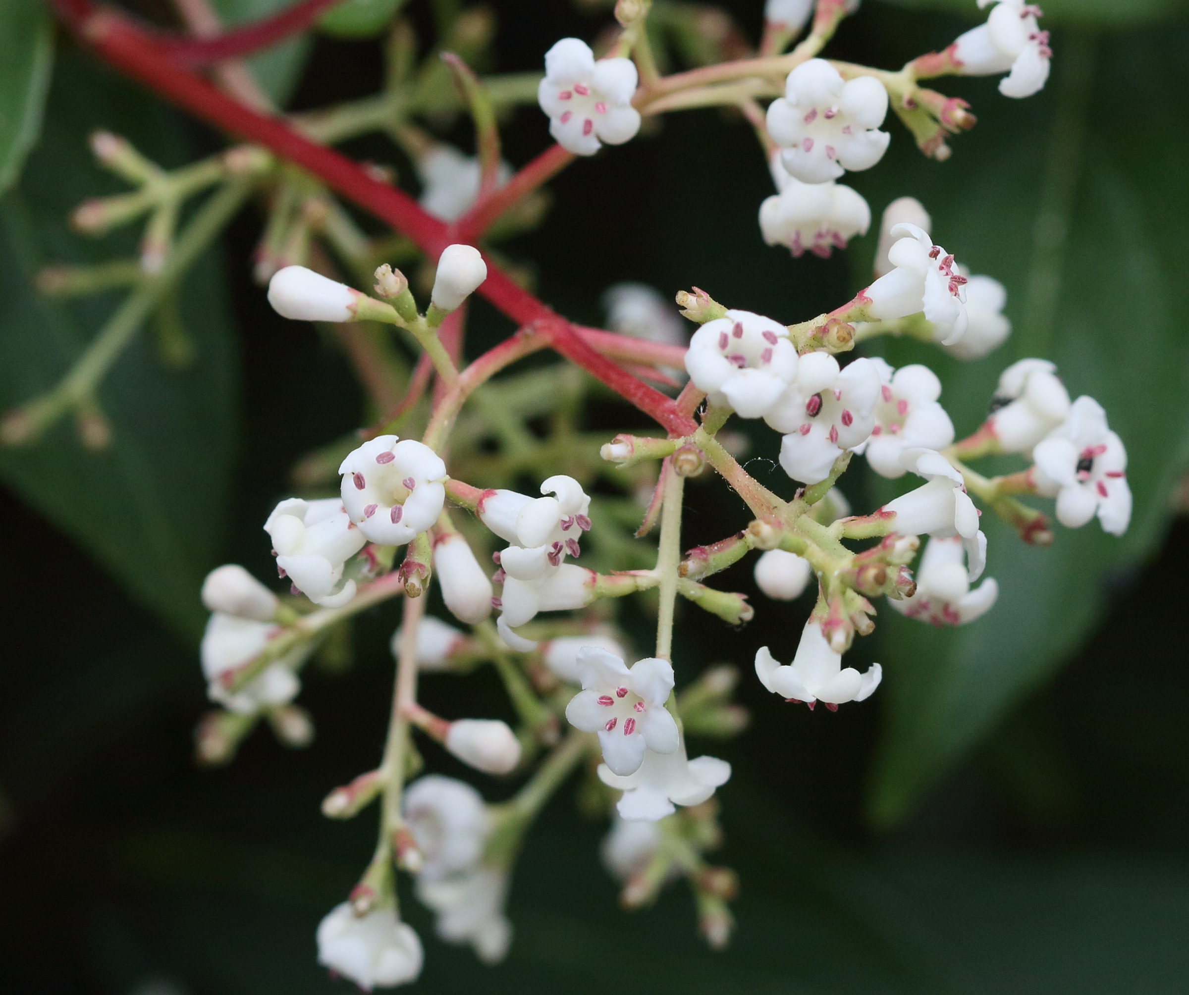 viburnum_x_hillieri1bd