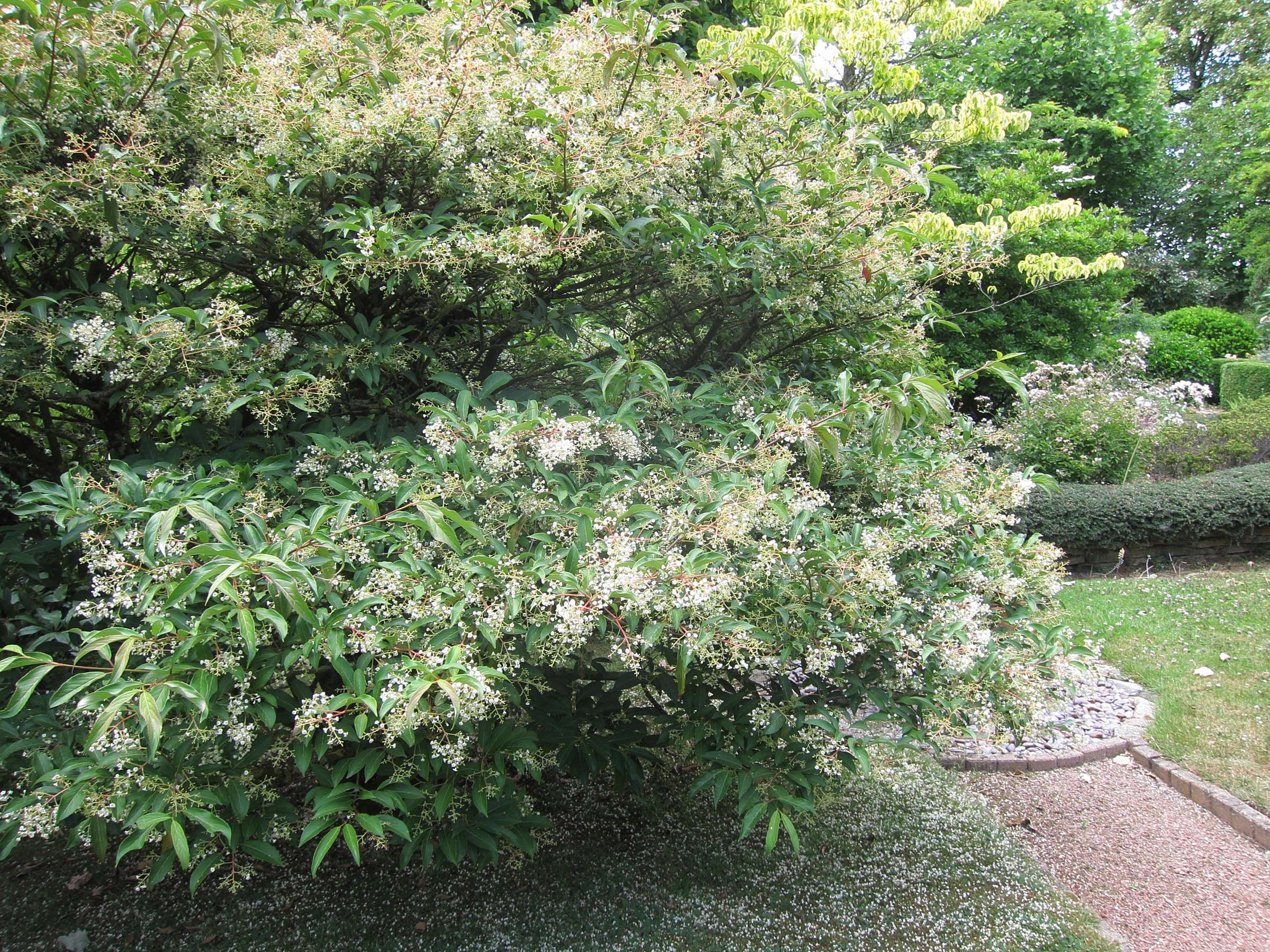 viburnum_x_hillieri2bd