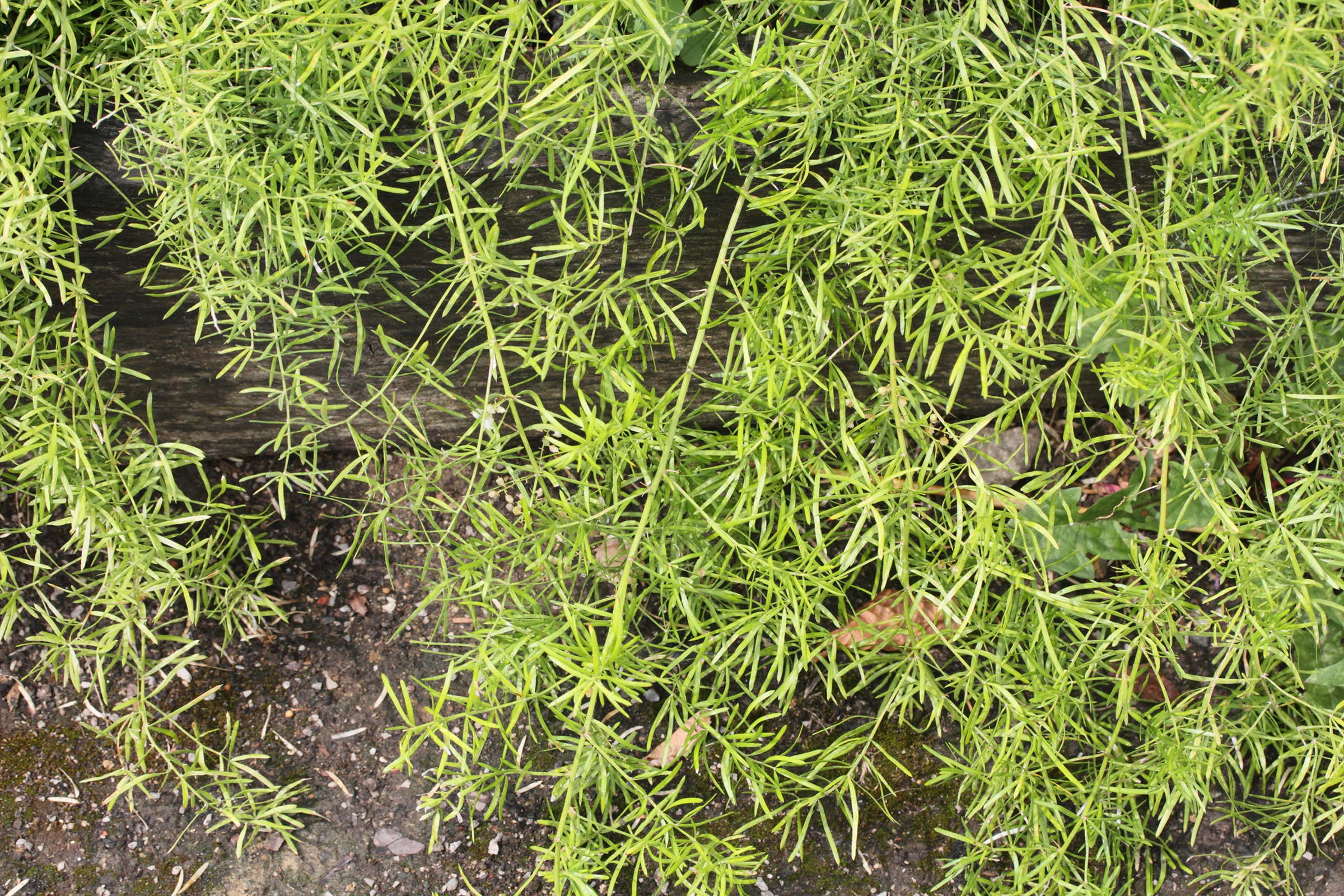 asparagus_aethiopicus5md