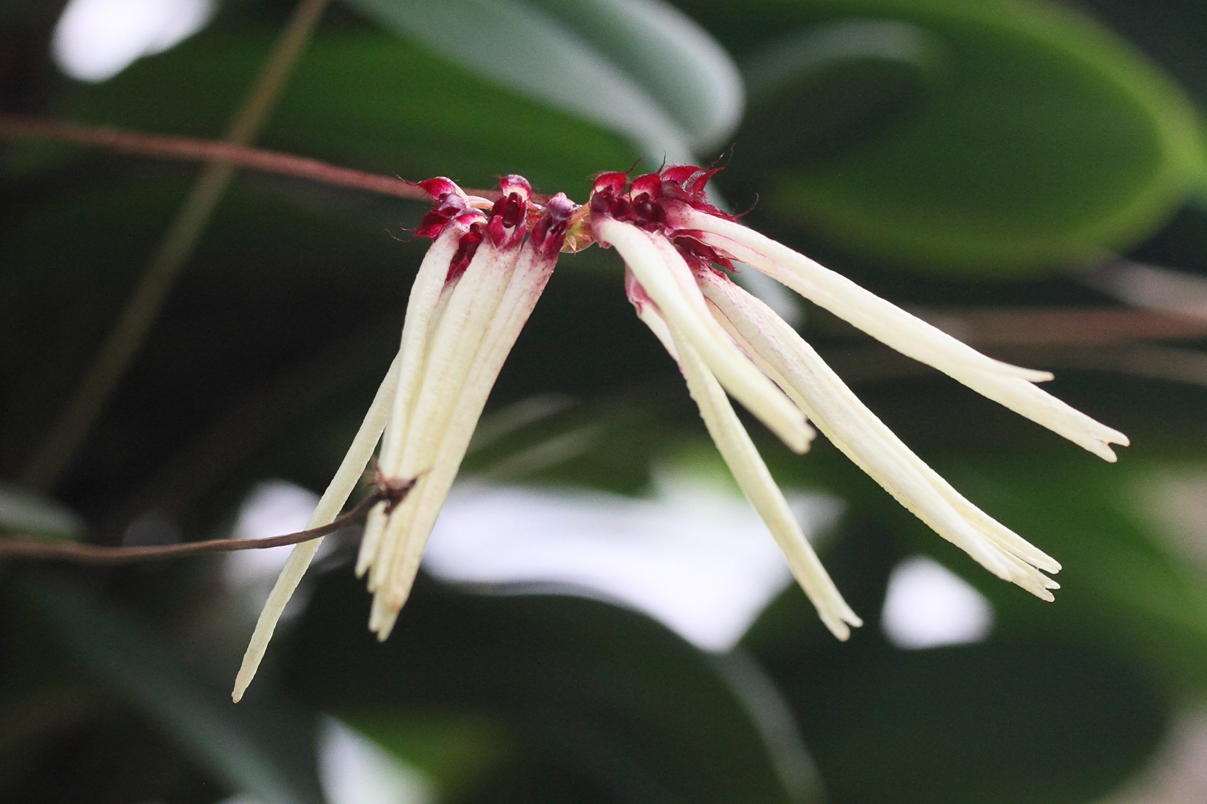 Afficher le média bulbophyllum_makoyanum1md bulbophyllum_makoyanum1md