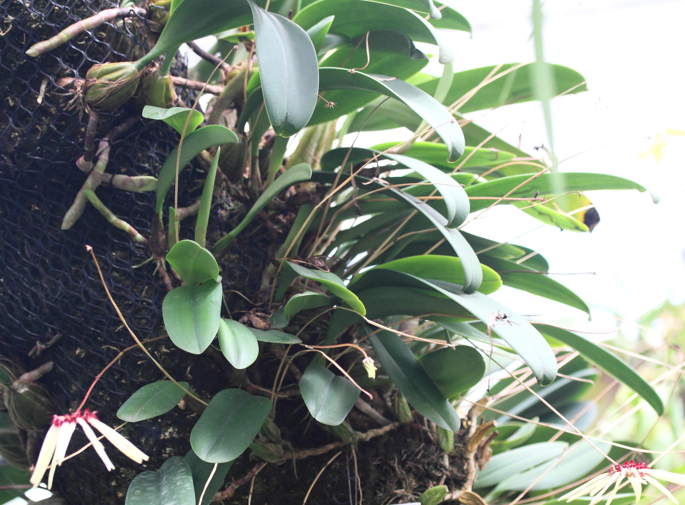 Afficher le média bulbophyllum_makoyanum2md bulbophyllum_makoyanum2md