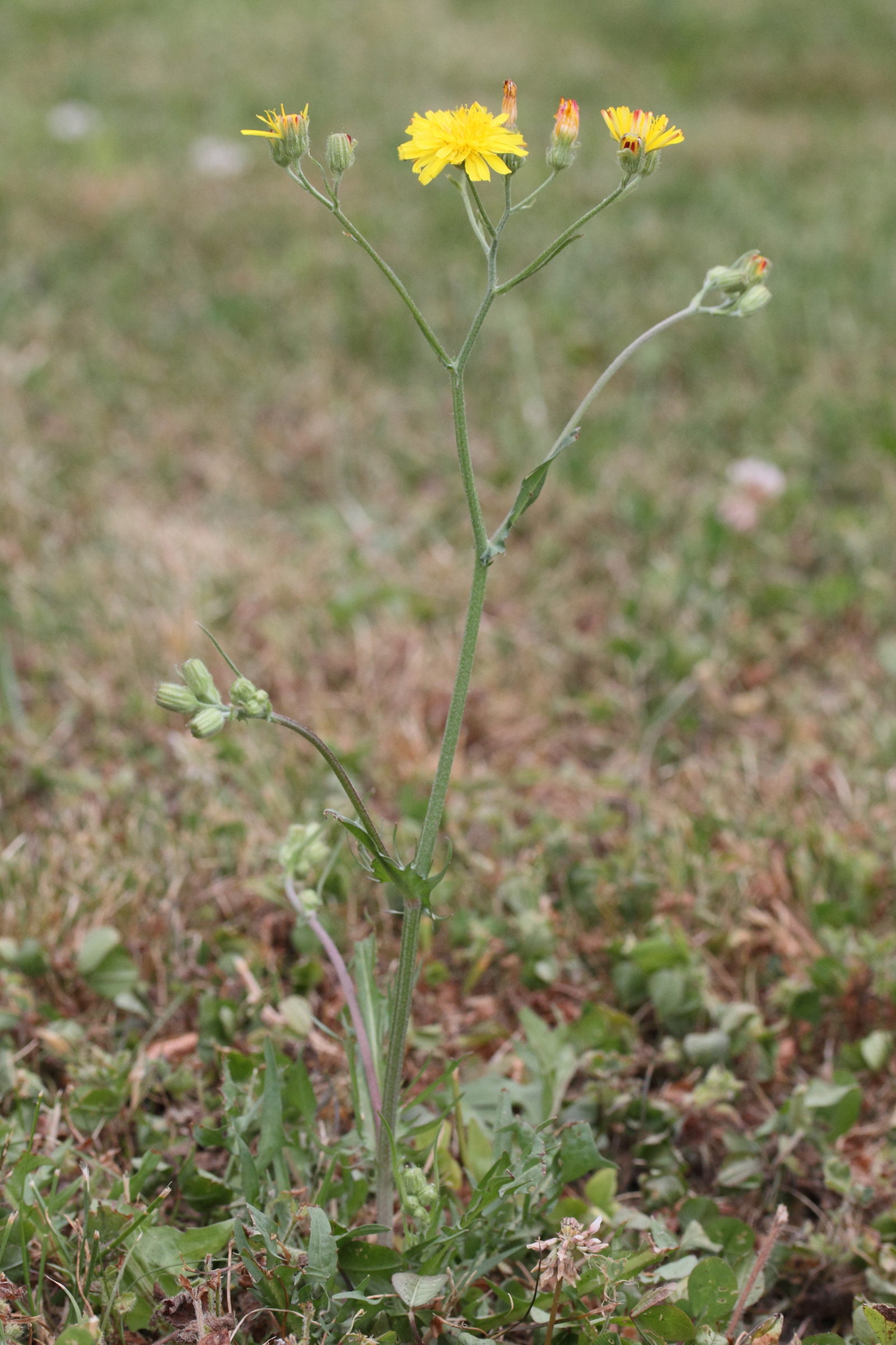 Afficher le média crepis_capillaris5md crepis_capillaris5md