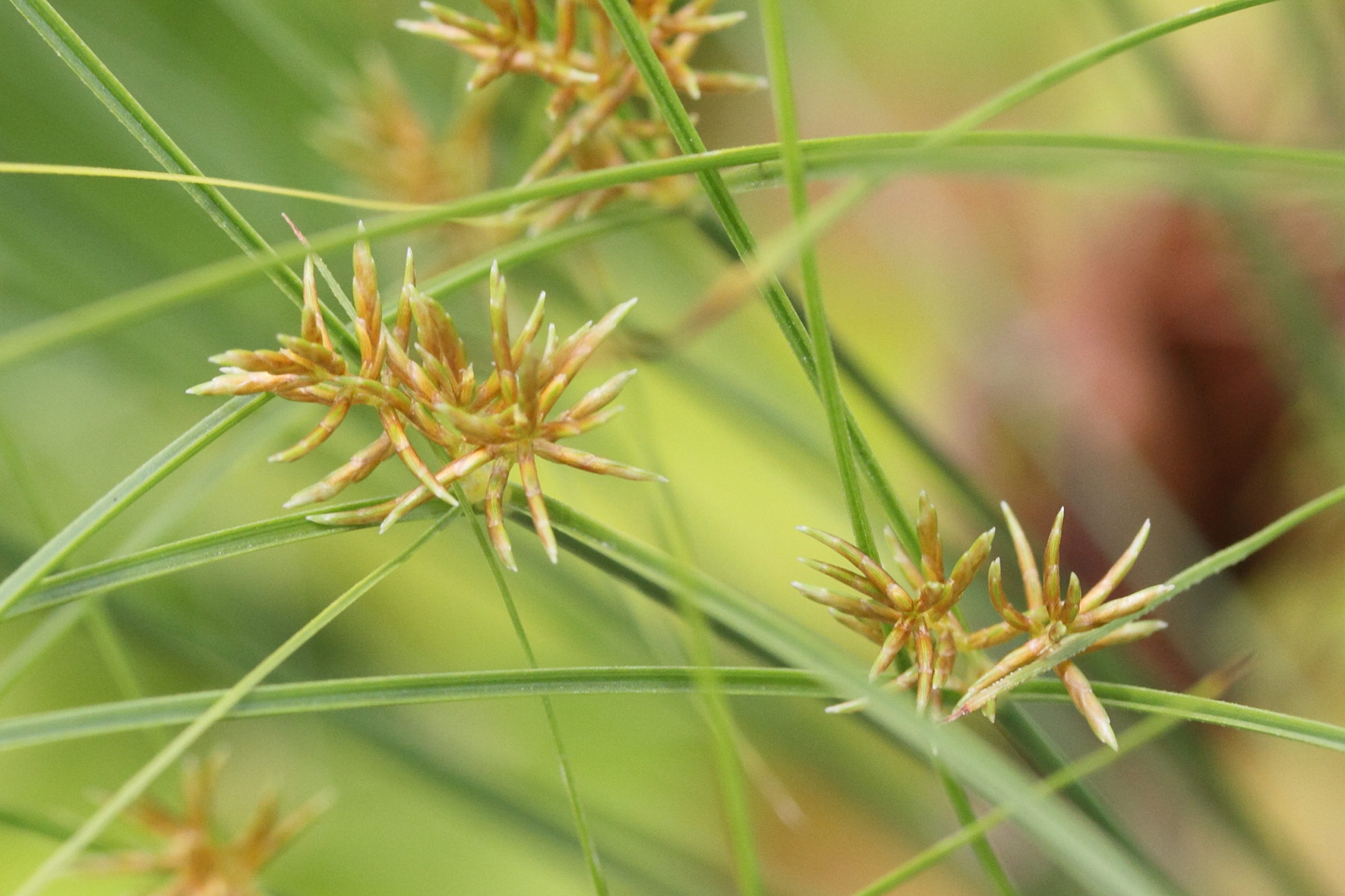 Afficher le média cyperus_papyrus5md cyperus_papyrus5md