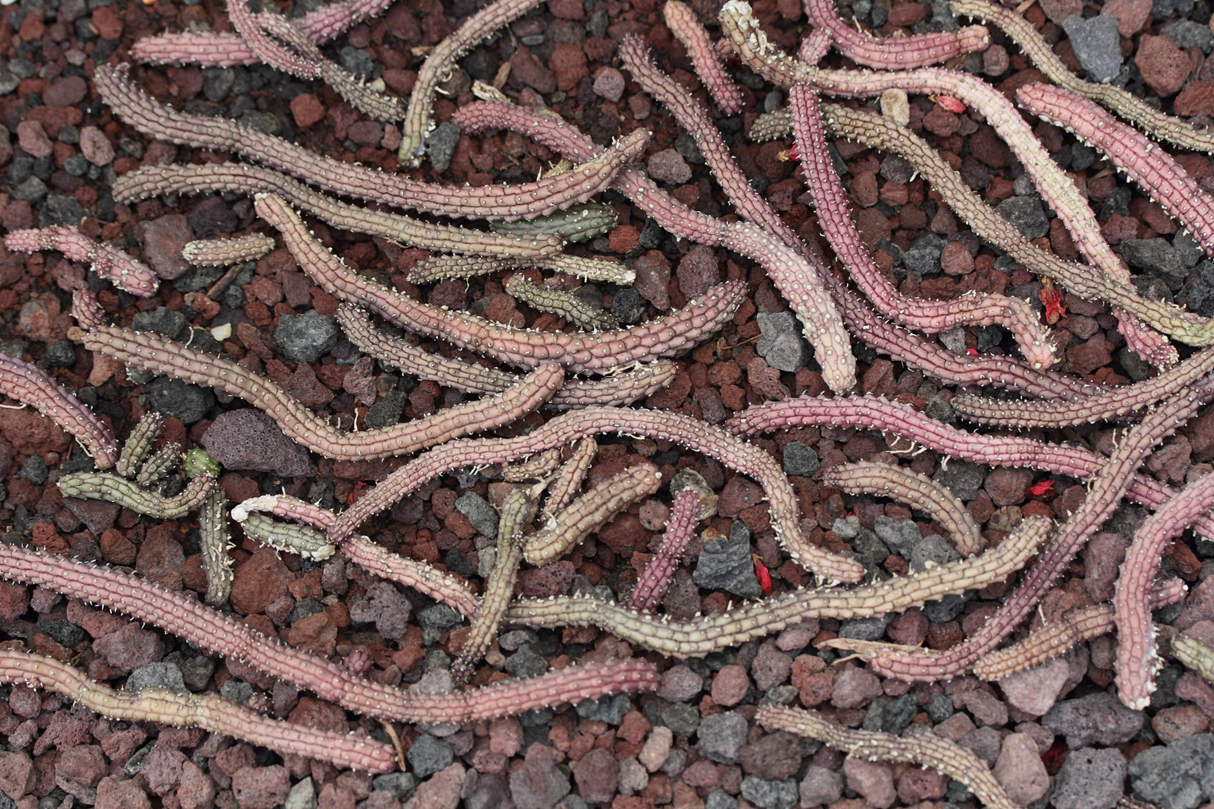 echidnopsis_ciliata1md