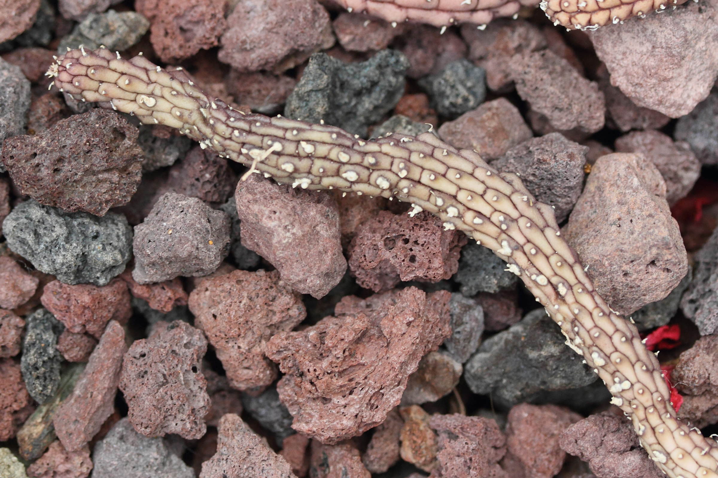 echidnopsis_ciliata2md