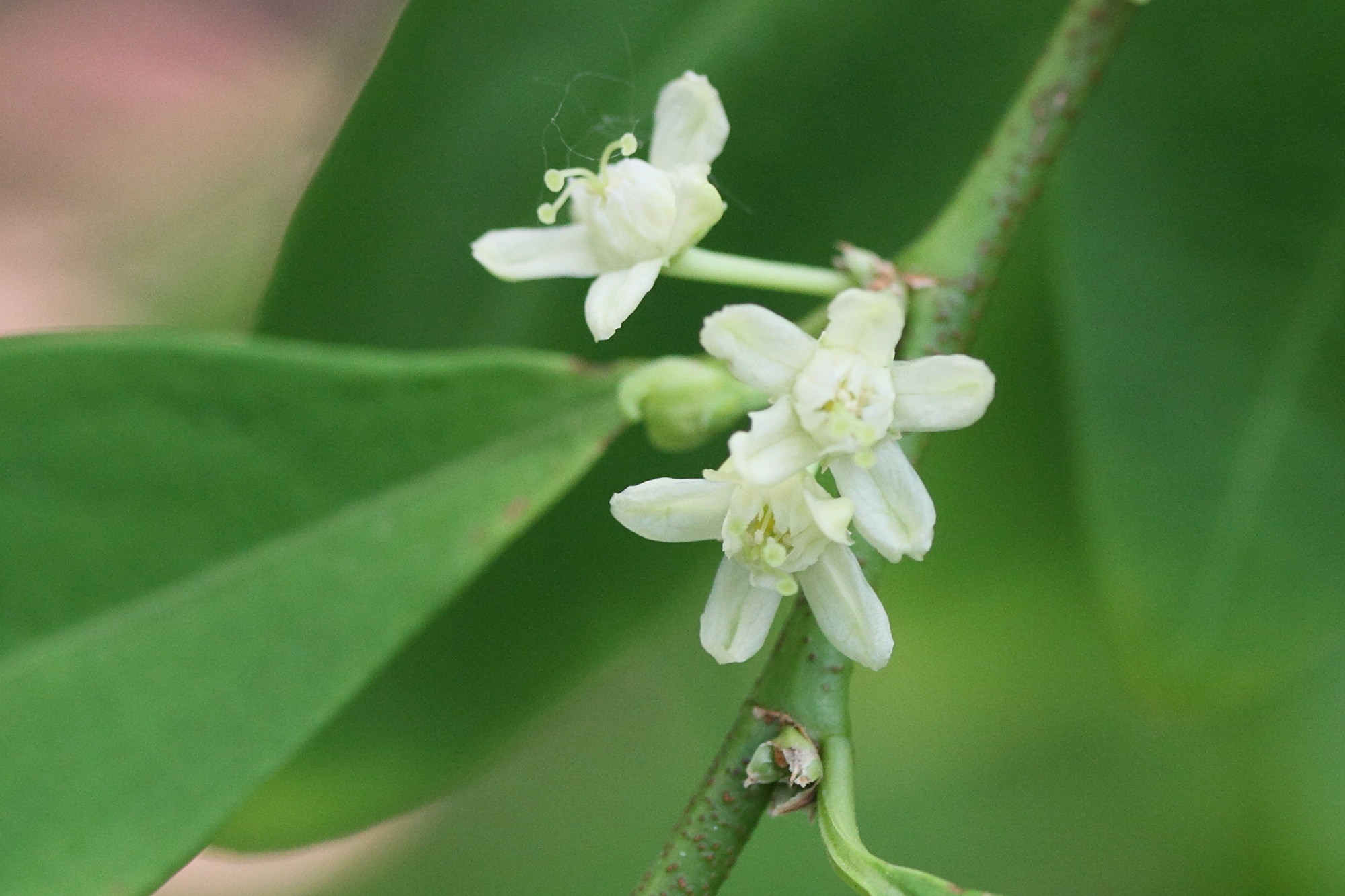 erythroxylum_coca4md