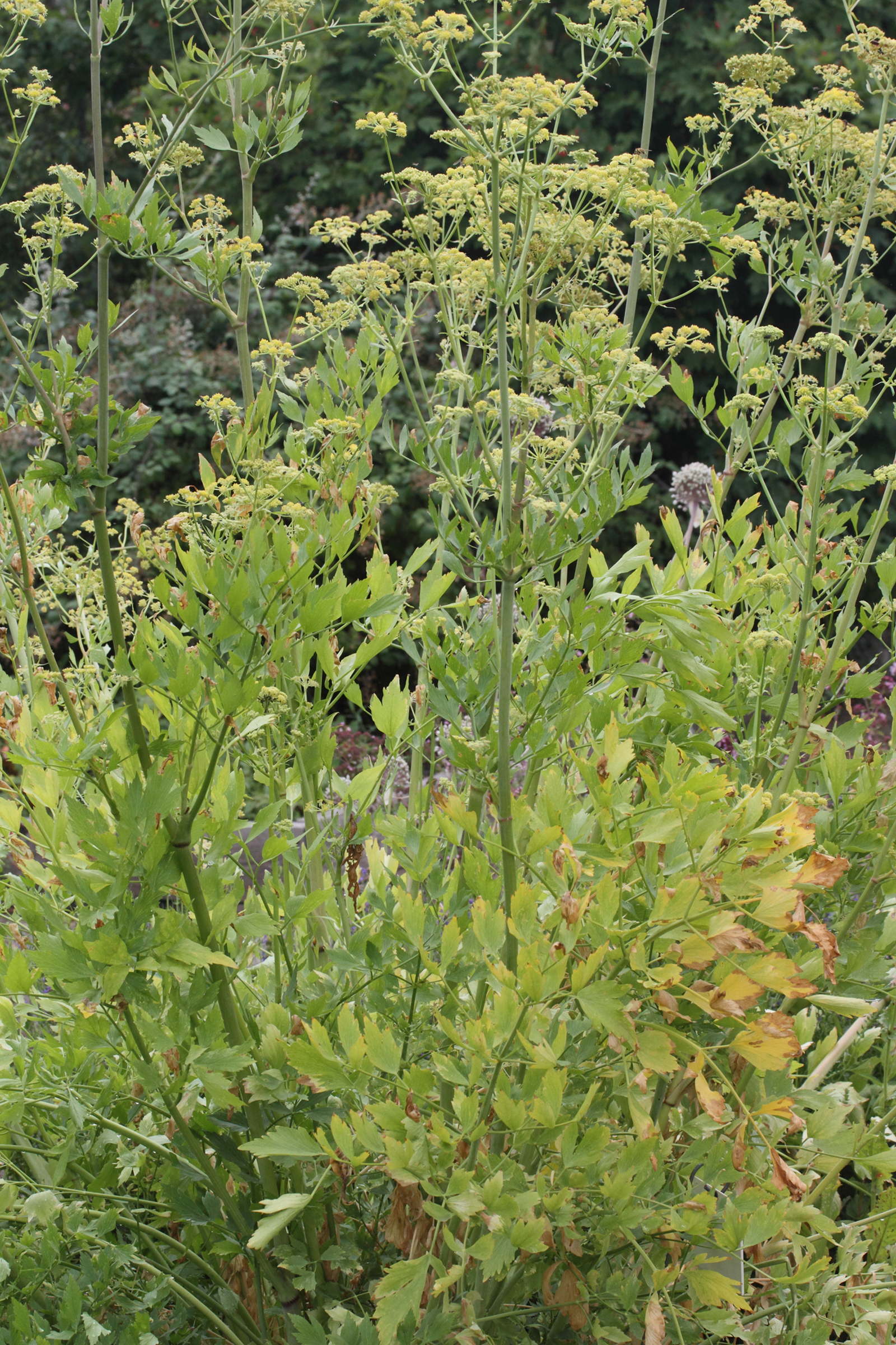 levisticum_officinale3md