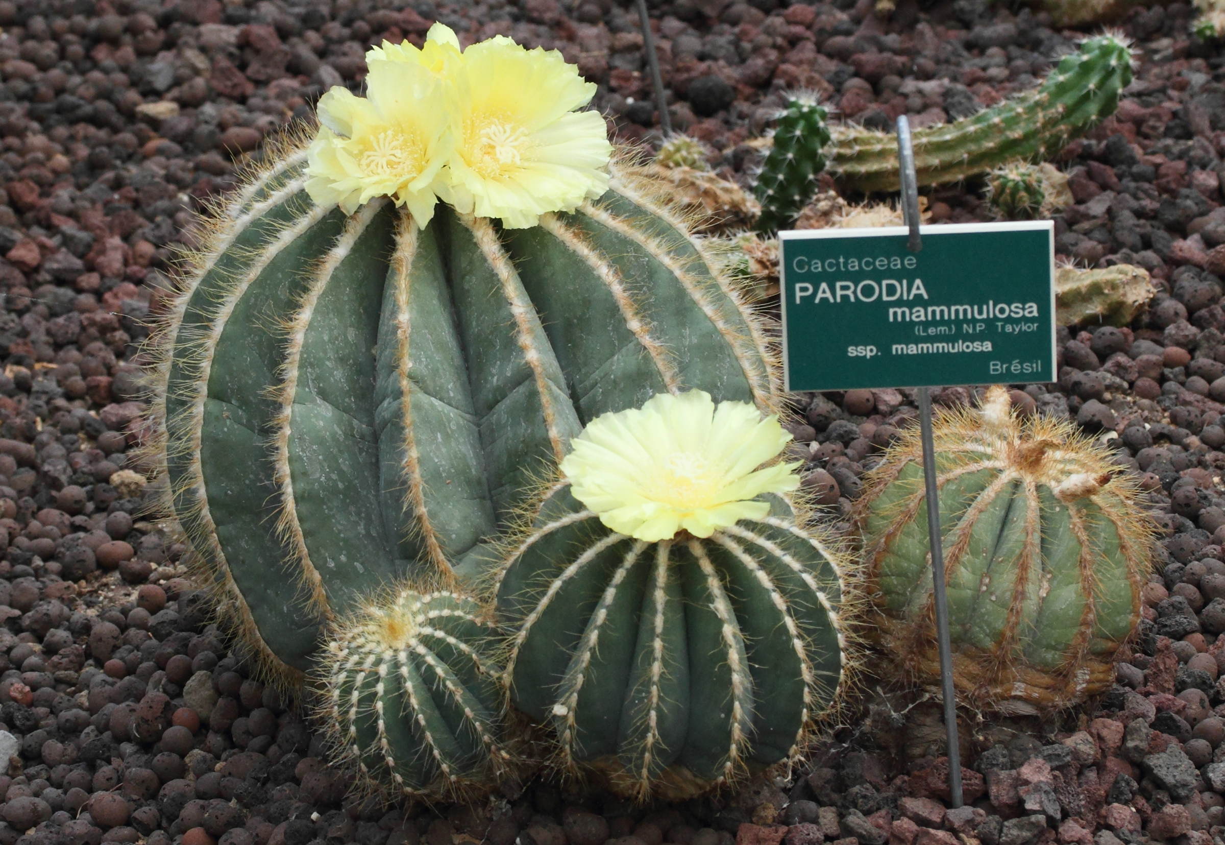 parodia_mammulosa1md