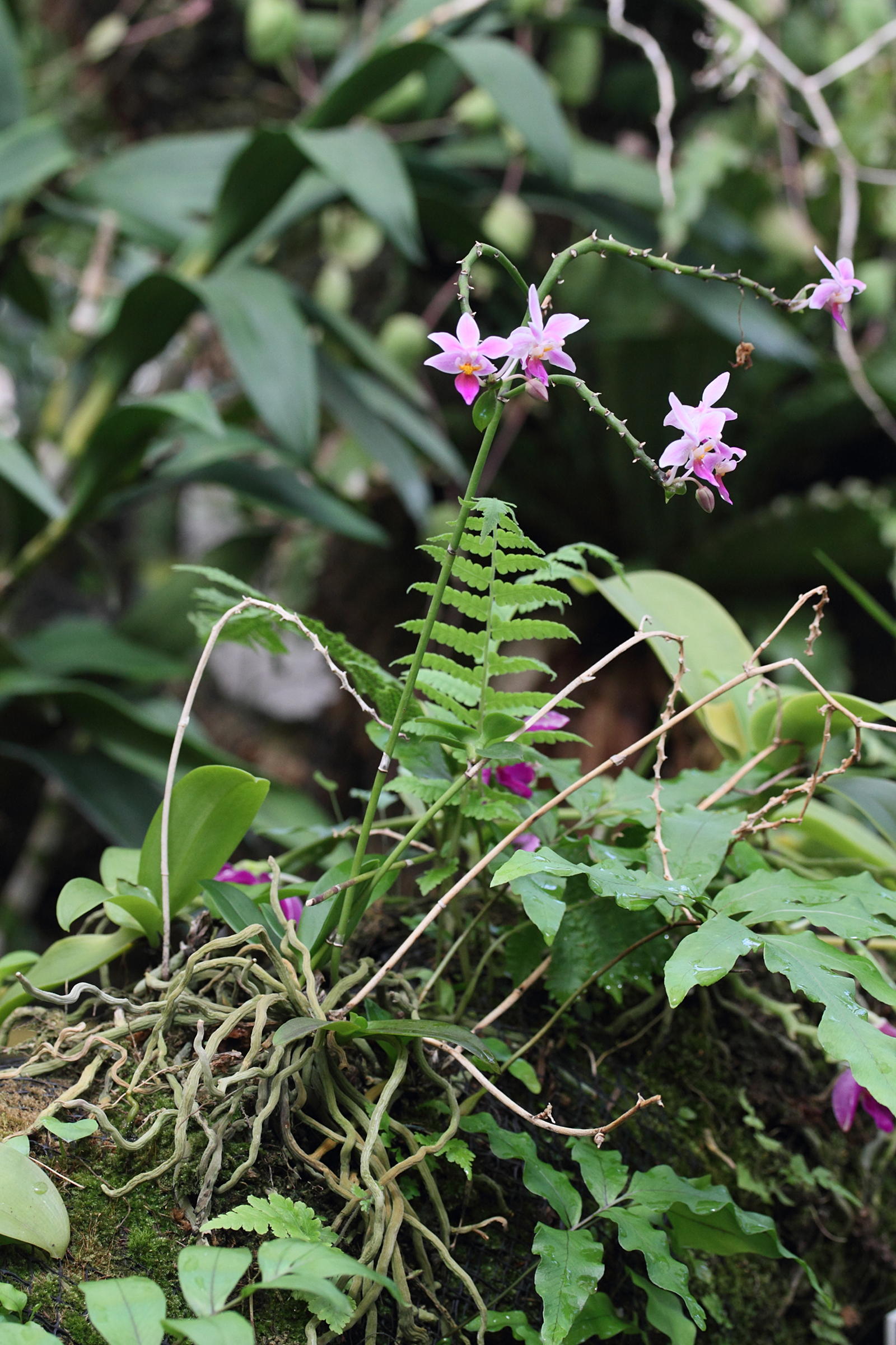 Afficher le média phalaenopsis_equestris2md phalaenopsis_equestris2md