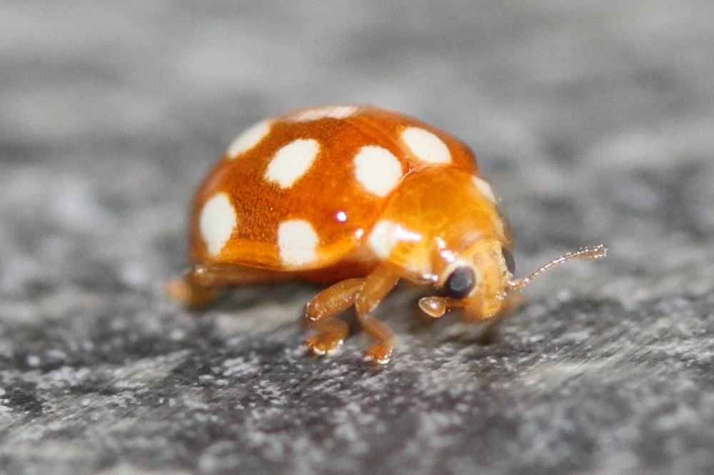 vibidia_duodecimguttata1md