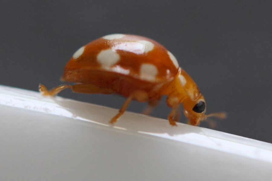 vibidia_duodecimguttata2md